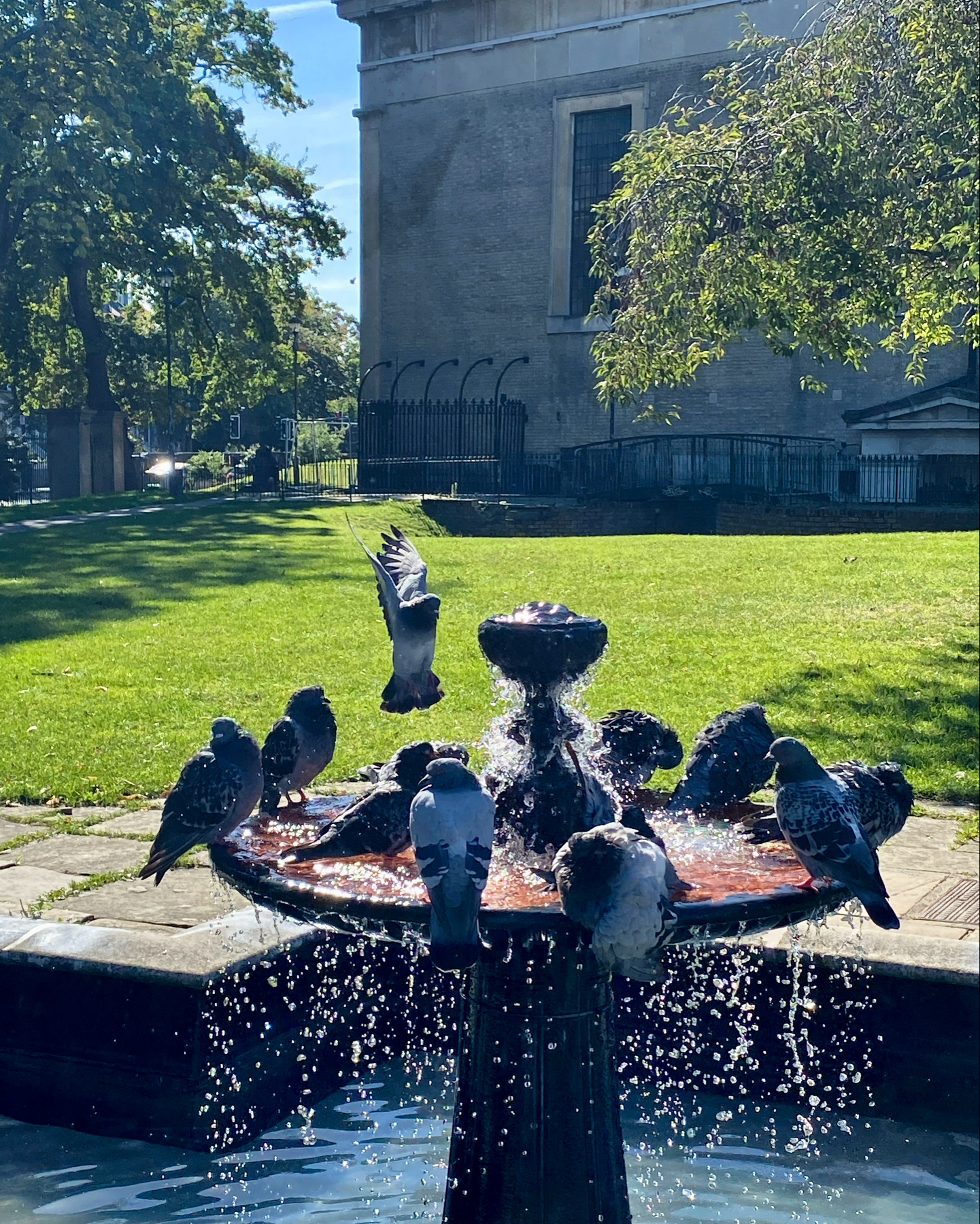 A group of pigeons are gathered around and bathing in a water fountain situated in a park. The fountain is actively spraying water, and one pigeon is captured mid-flight above the others. The background includes a grassy area, trees, and a tall building.