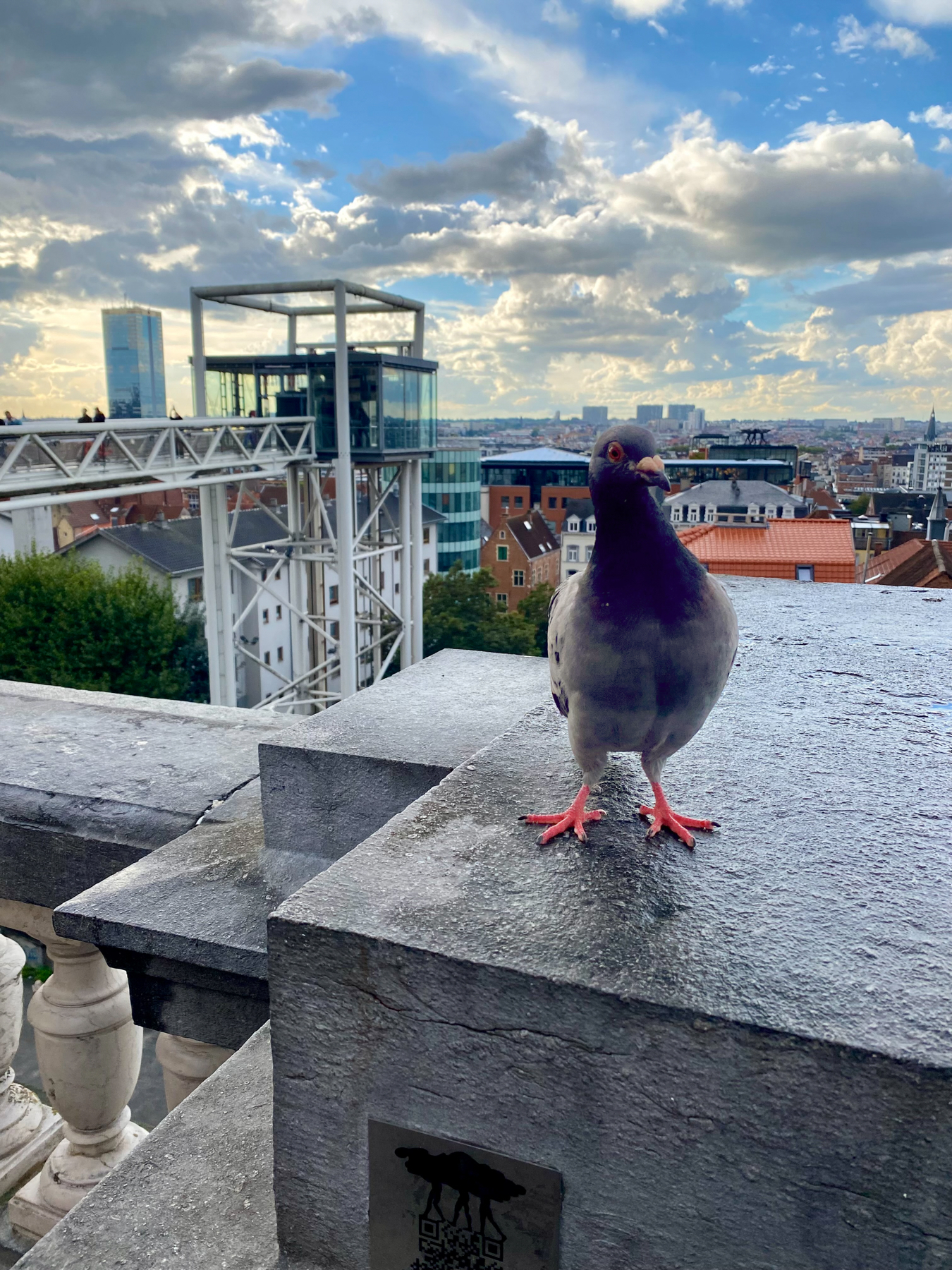 A close-up of a pigeon perched on a concrete ledge with a cityscape in the background. The sky is partly cloudy with blue patches, and there is a modern glass elevator structure on the left.