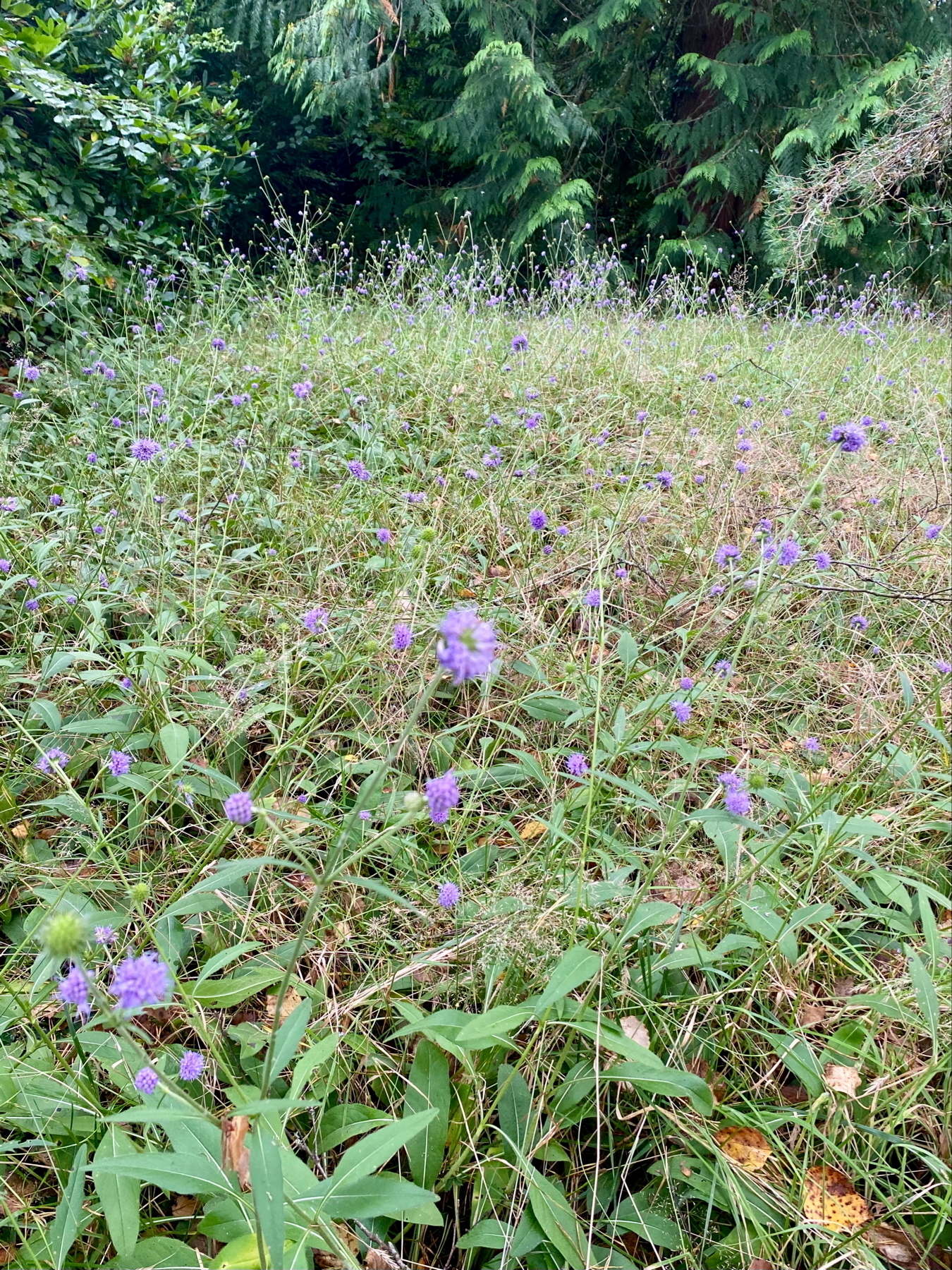 A field with tall grass and numerous small purple flowers, set against a backdrop of dense, green foliage and trees.