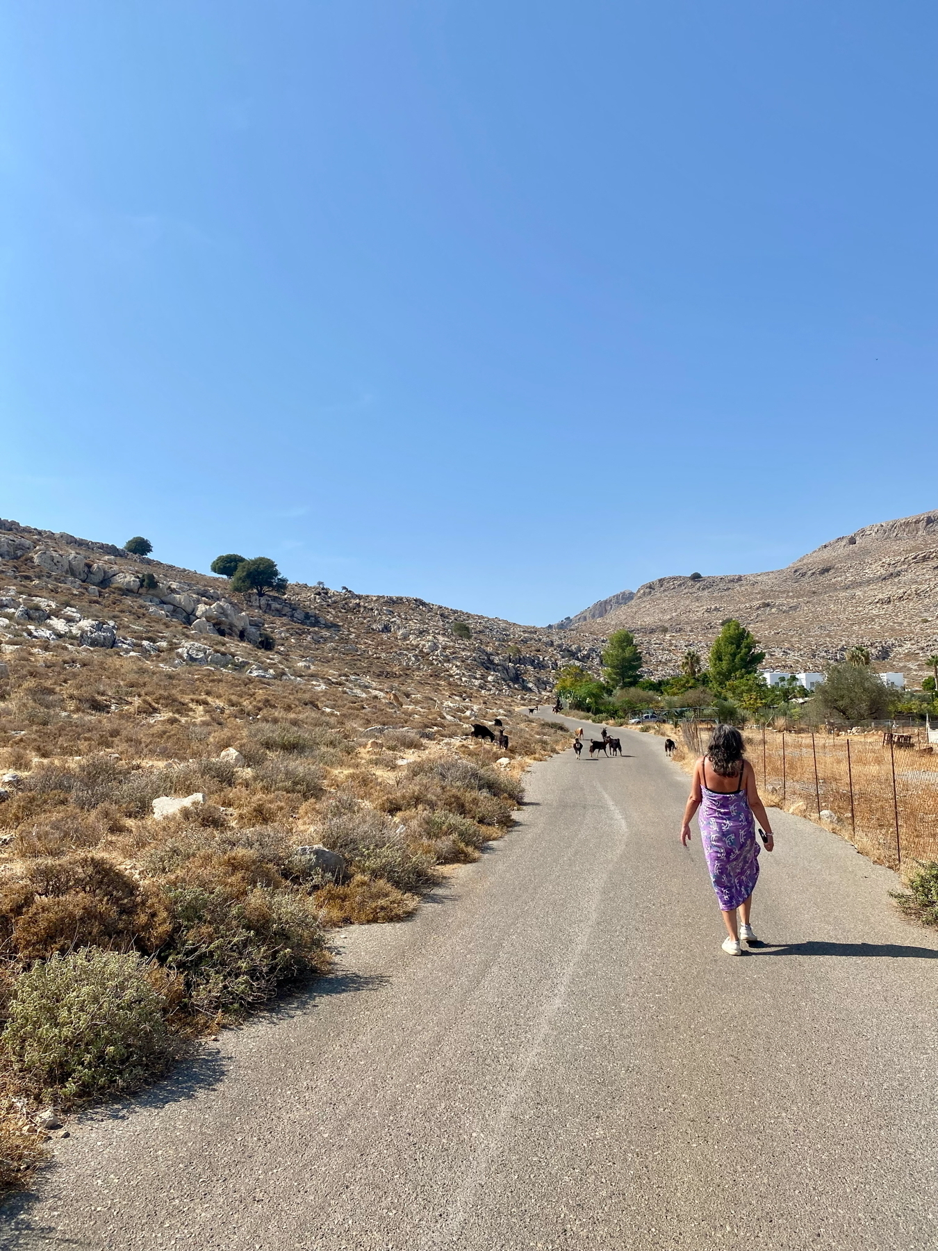 A woman in a purple dress walks down a rural asphalt road towards a group of goats. The landscape is dry and rocky, with hills and sparse vegetation under a clear blue sky.