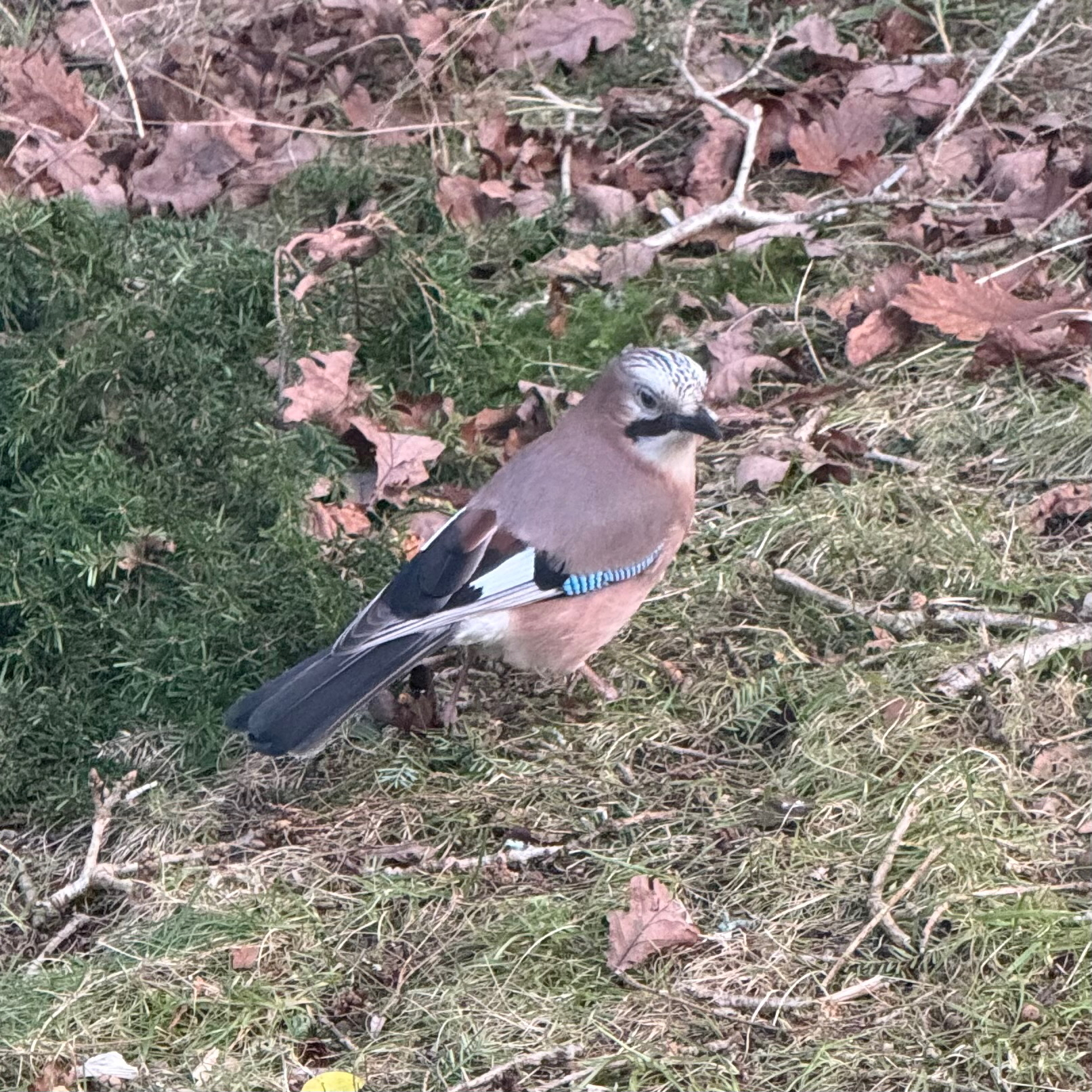 A bird with brown and blue feathers stands on grass and fallen leaves.