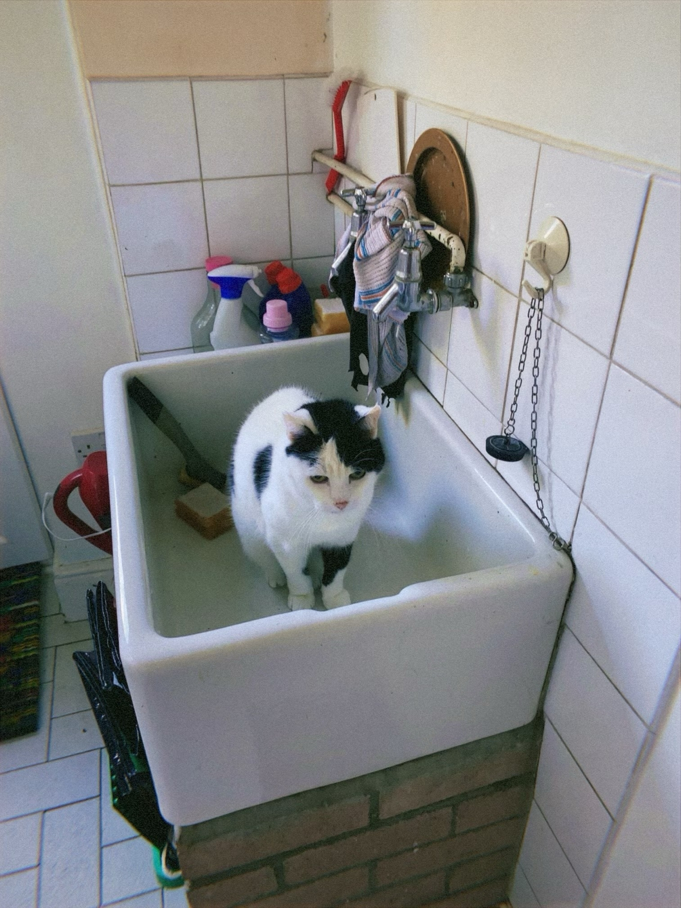 A black and white cat standing inside a utility sink in a kitchen setting, with cleaning supplies and a dish brush to the side.