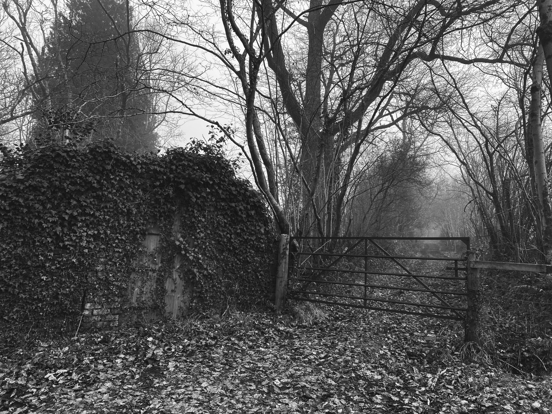 A black and white photograph of a misty wooded area with a closed metal gate in the foreground, surrounded by leaf-covered ground and trees with ivy-covered trunks.