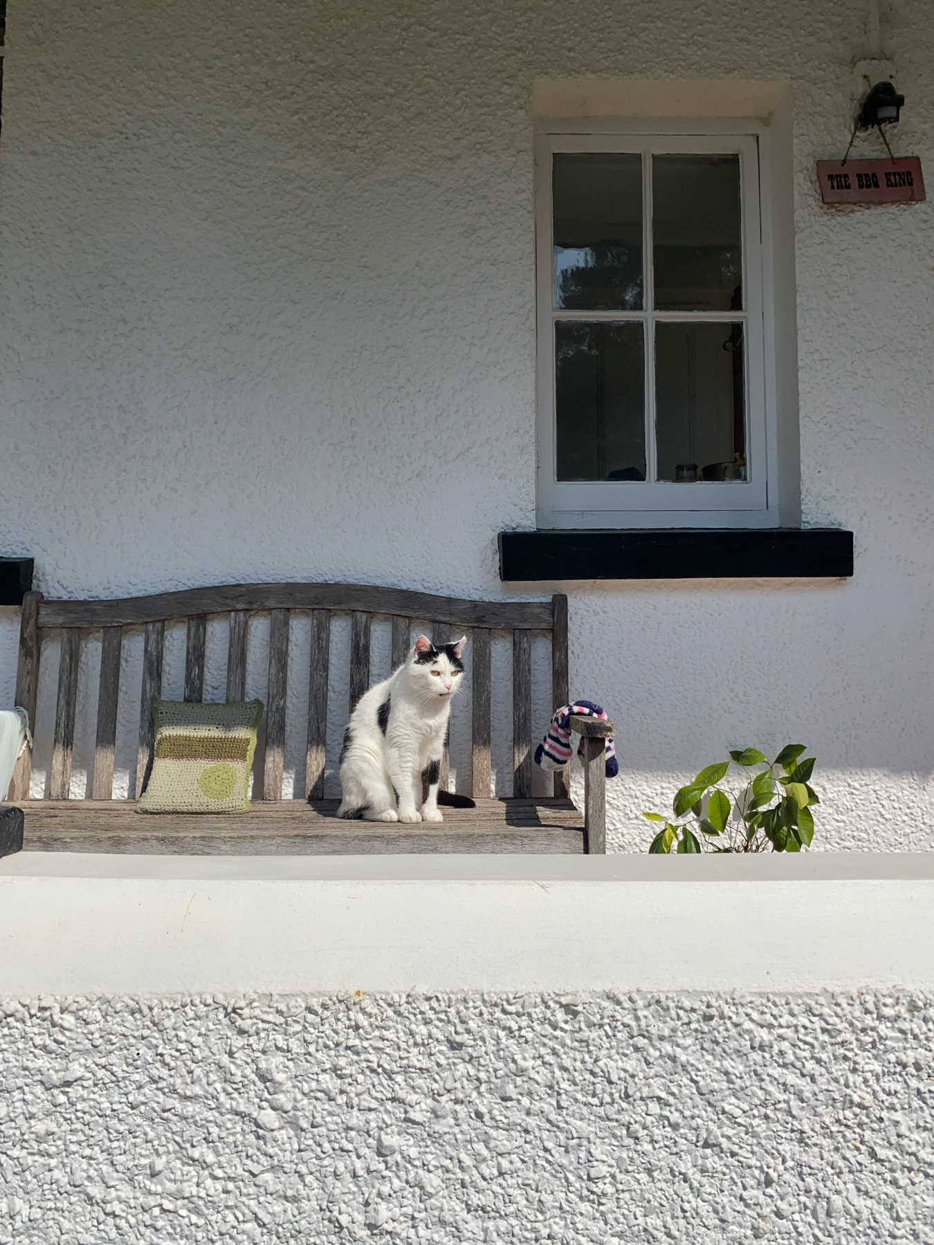 A cat sits on a wooden bench in front of a white stucco wall with a window. A small plant is visible to the side of the bench.