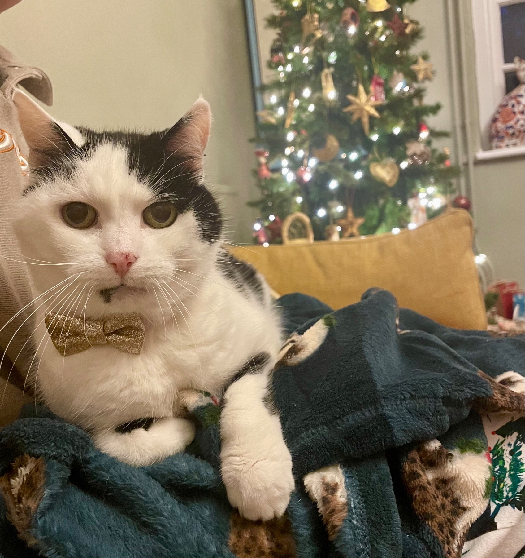 A cat wearing a bowtie sits on a blanket, with a decorated Christmas tree in the background.