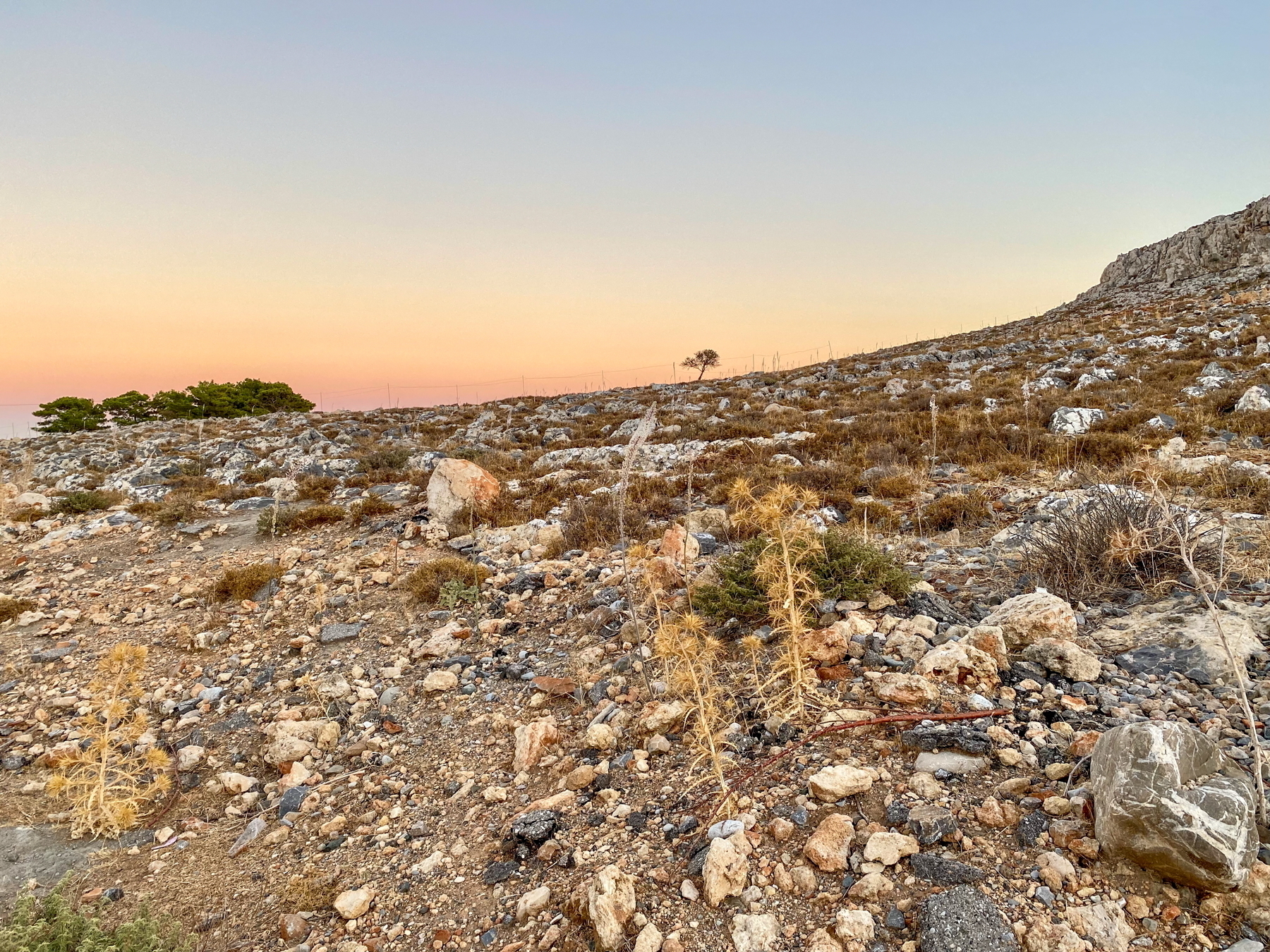 Rocky, arid landscape at sunset with scattered shrubs and trees. A solitary tree stands in the distance under a gradient sky transitioning from blue to pink. Sparse vegetation and dry grass cover the uneven terrain.