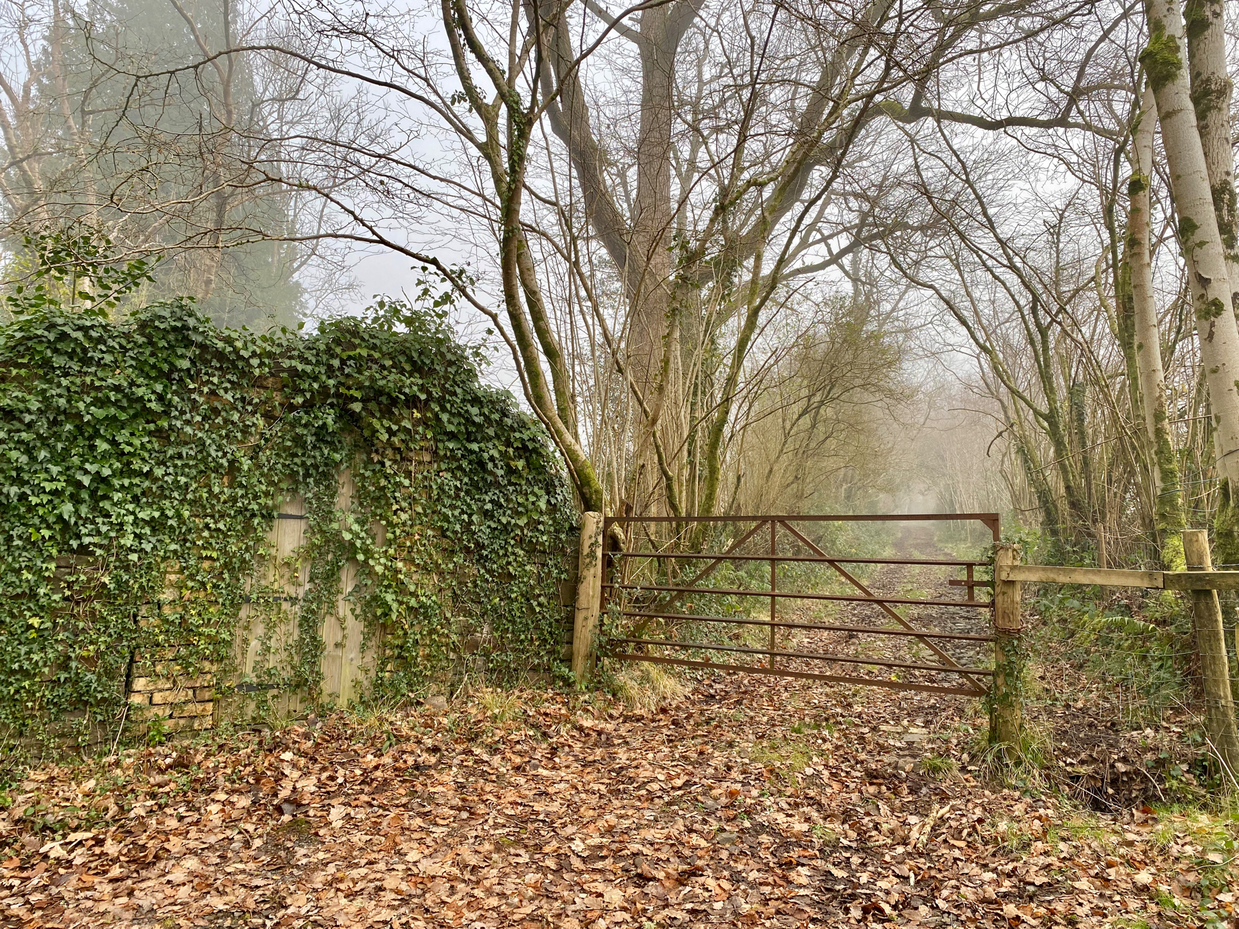 A rusty metal gate barring a misty, tree-lined woodland path with ivy-covered structures and a leaf-strewn ground.