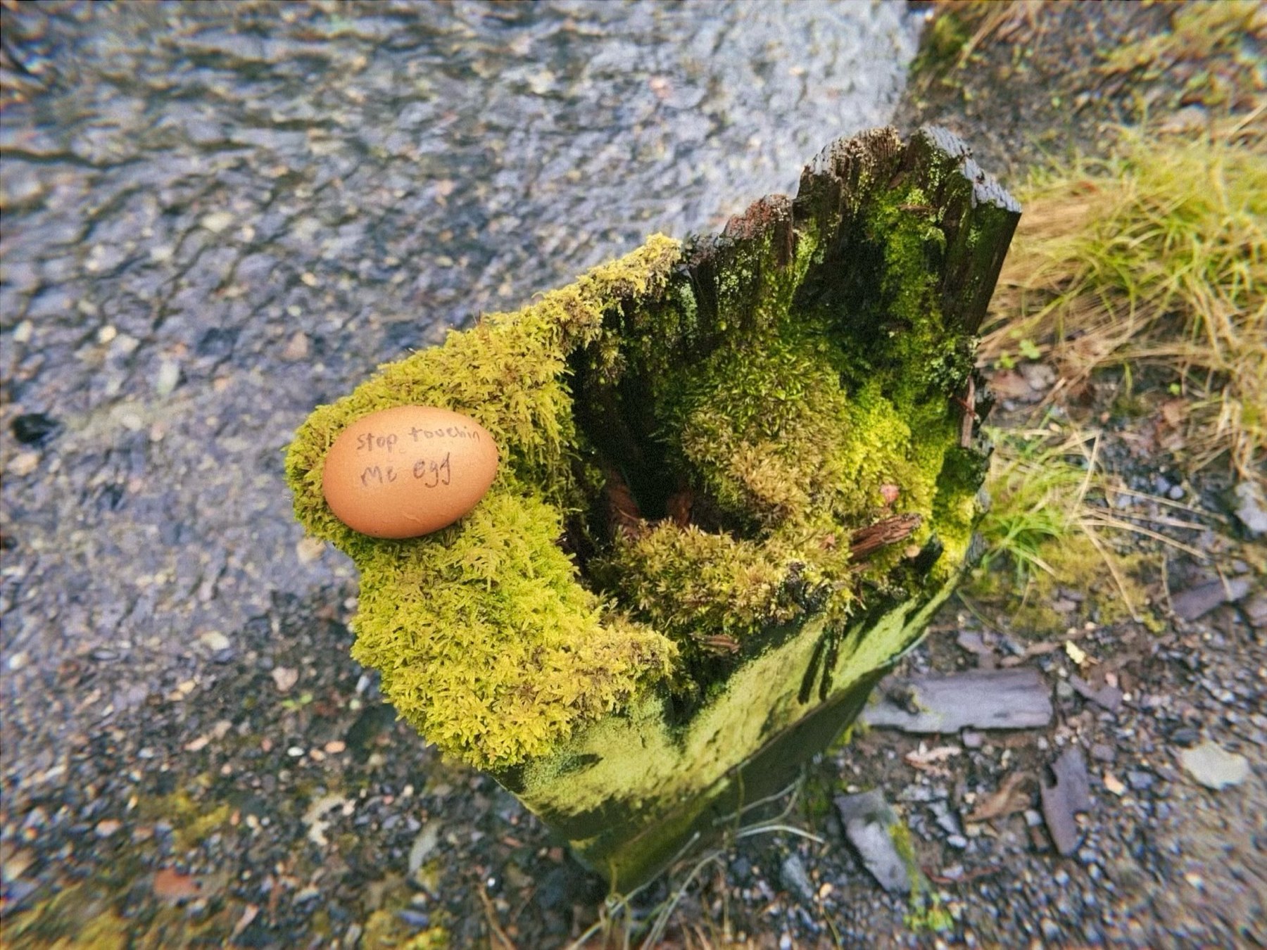 An egg with the phrase Stop touchin me egg written on it, placed on a moss-covered fence post.