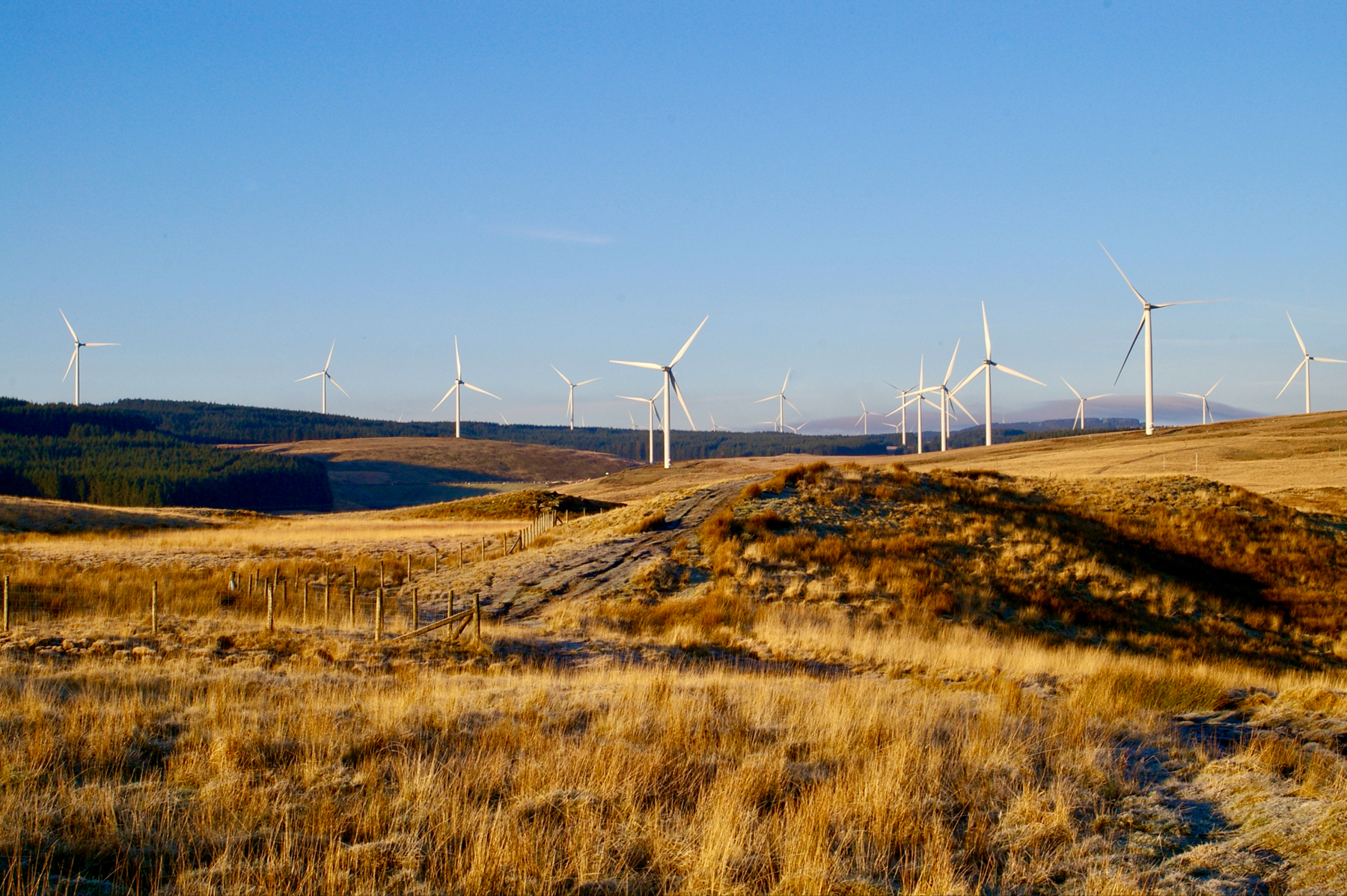 A wind farm with multiple wind turbines in a grassy field under a clear blue sky.