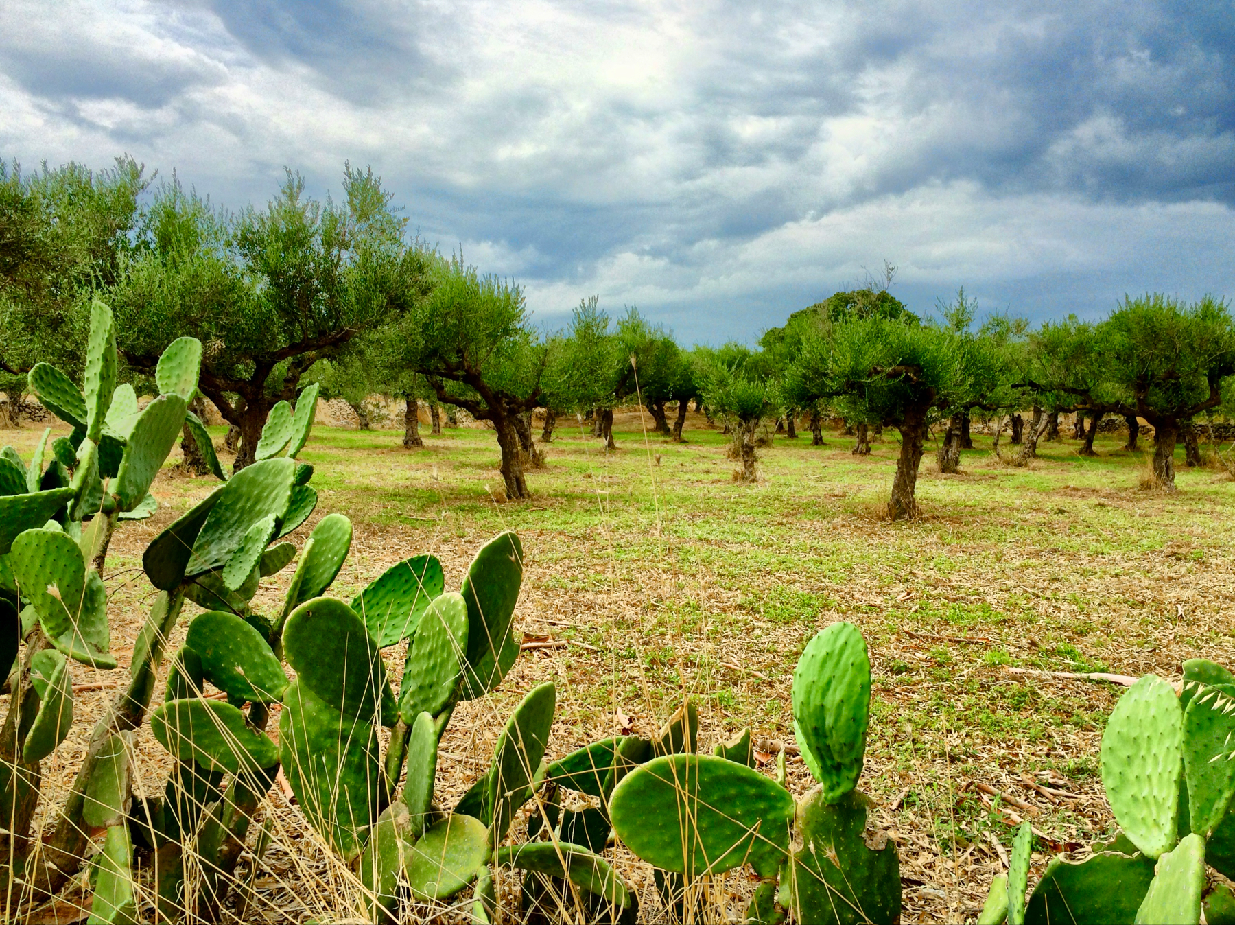 An olive grove with mature trees and prickly pear cacti in the foreground under a cloudy sky.