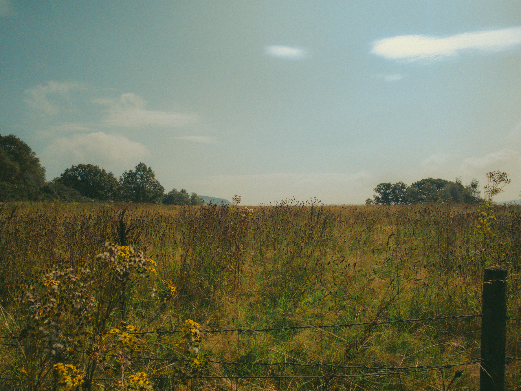 An open field with tall grasses and wildflowers under a blue sky with a few clouds. Trees and bushes border the horizon, and there is a barbed wire fence in the foreground.