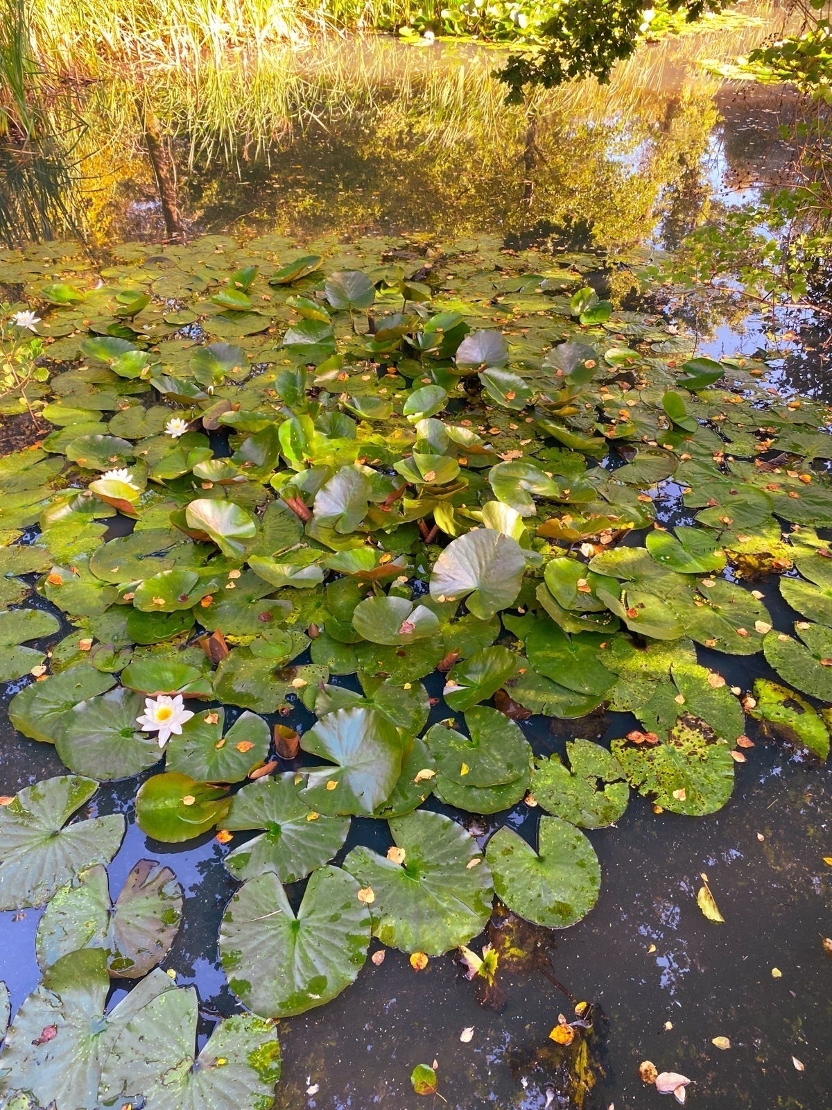 A pond with numerous lily pads and a few blooming white water lilies surrounded by reflective water and greenery.