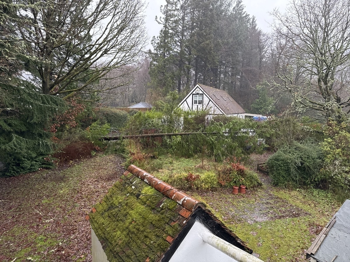 A misty backyard features a moss-covered roof, several trees, one fallen and a white house with a sloped roof in the background.