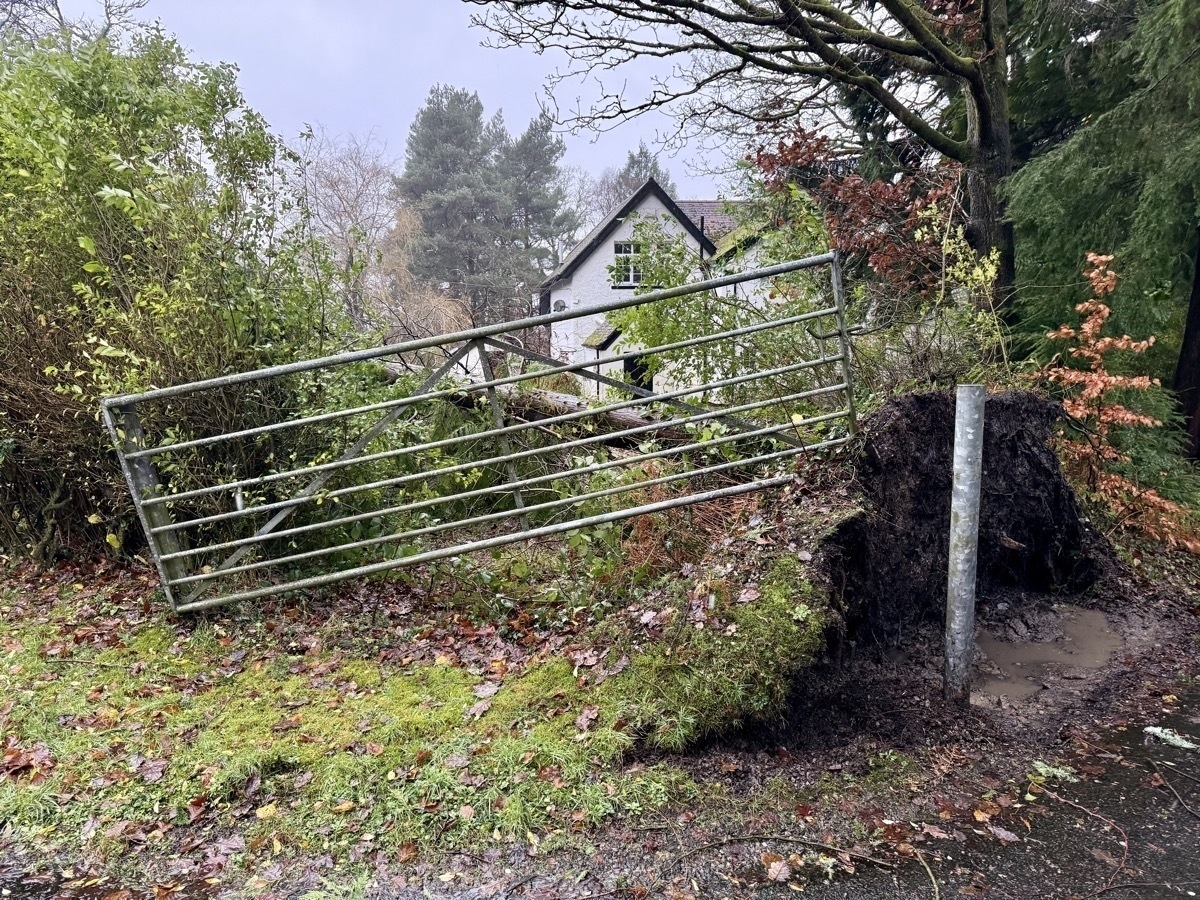 A metal gate is leaning against an uprooted tree near a house, surrounded by greenery and wet ground.