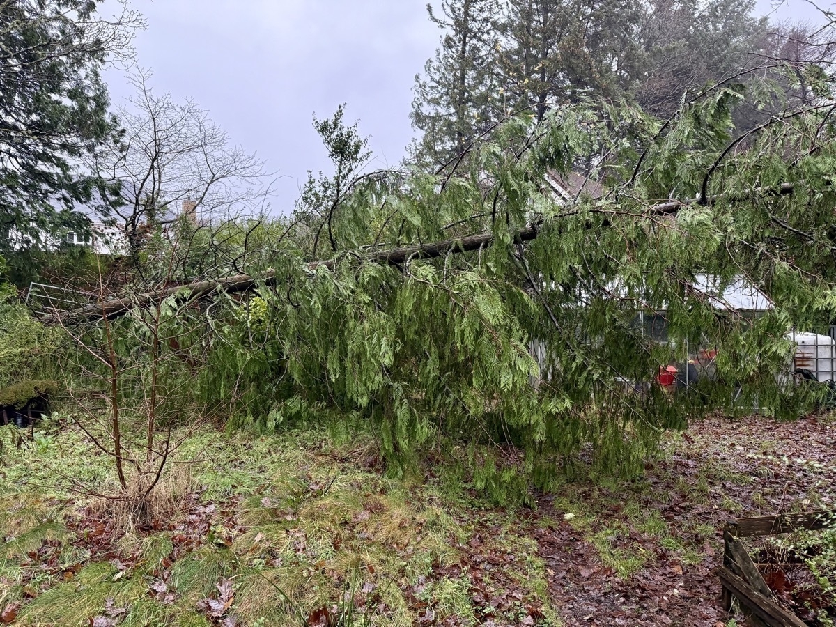 A large tree has fallen over a grassy area, surrounded by other trees and a house in the background.