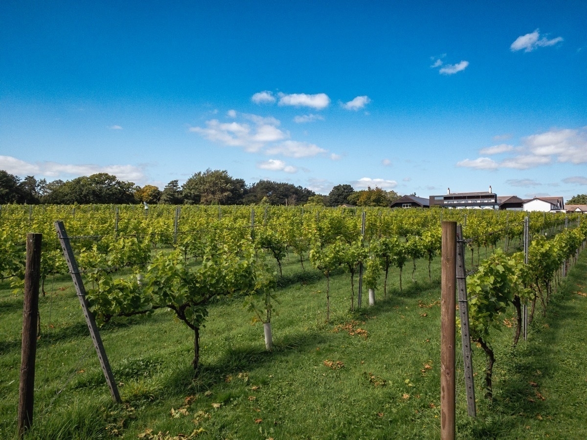 A lush vineyard stretches into the distance under a clear blue sky with scattered clouds.