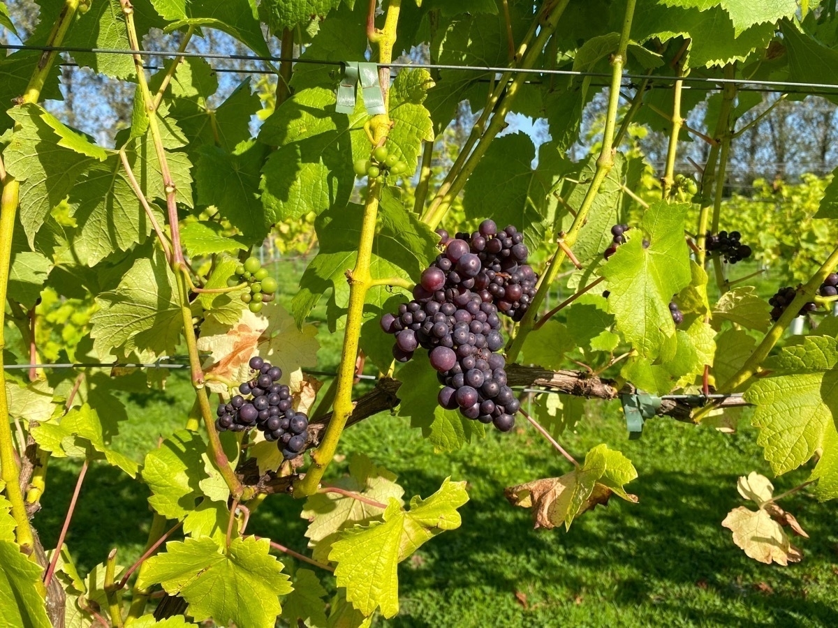 A bunch of dark purple grapes is hanging on a vine surrounded by green leaves.