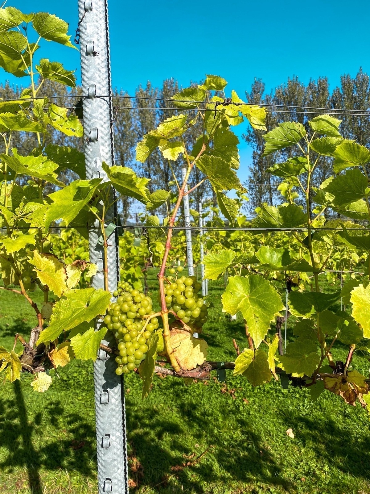 A vineyard features grapevines with clusters of green grapes under a bright blue sky.