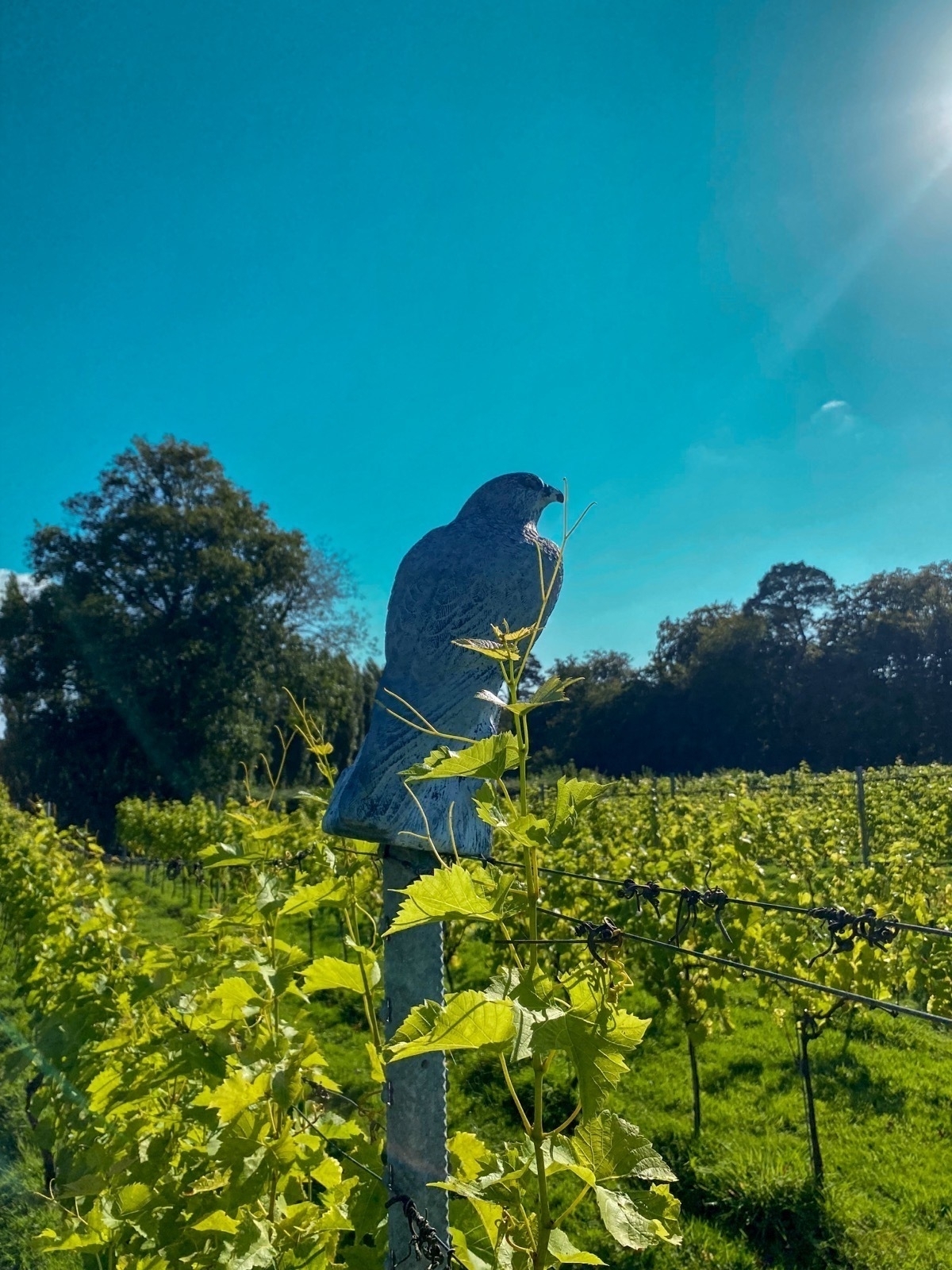 A falcon-shaped scarecrow stands in a lush vineyard under a clear blue sky.