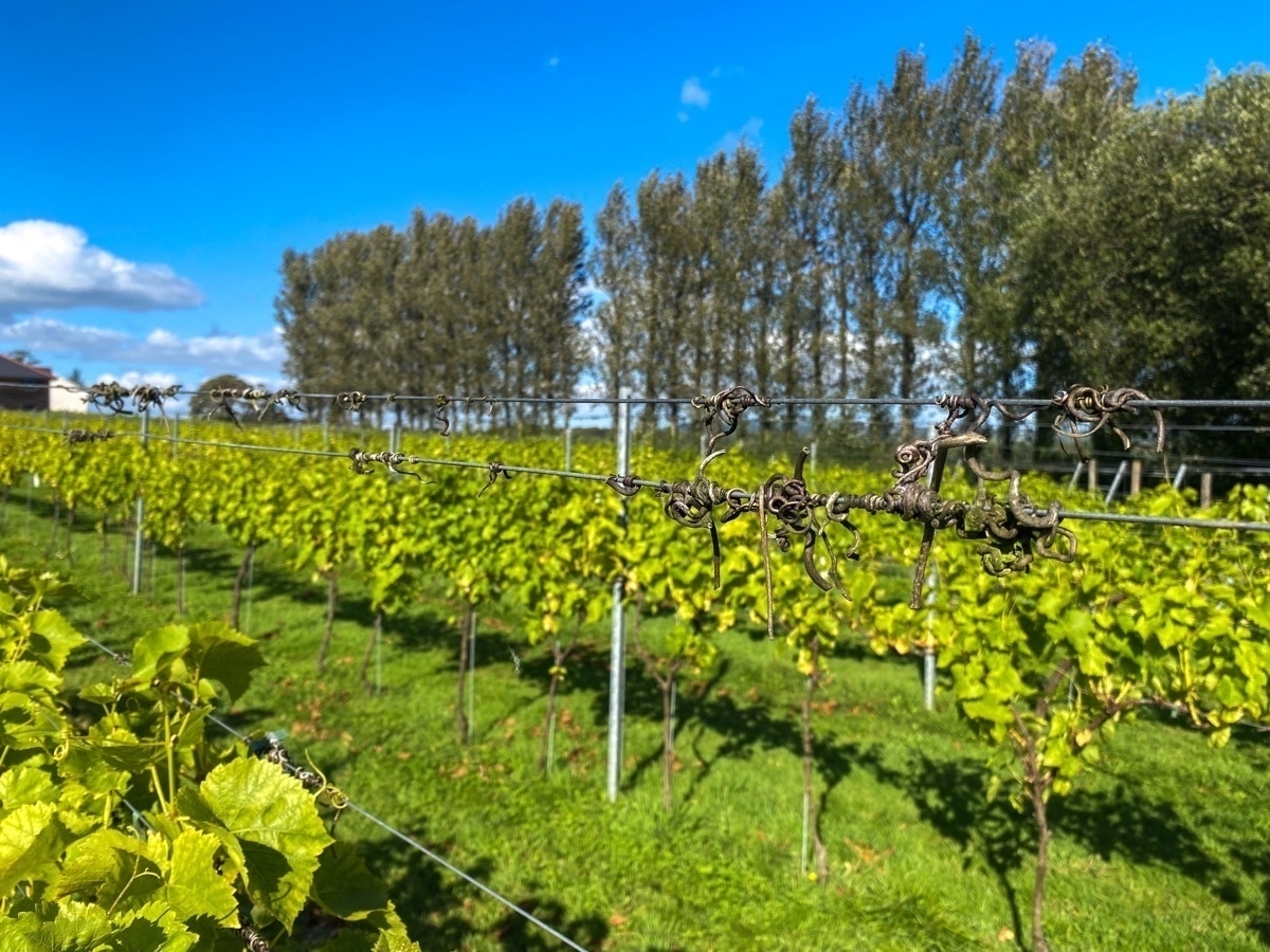 A lush vineyard with rows of grapevines stretches across a sunny landscape, with a row of poplar trees and a blue sky.