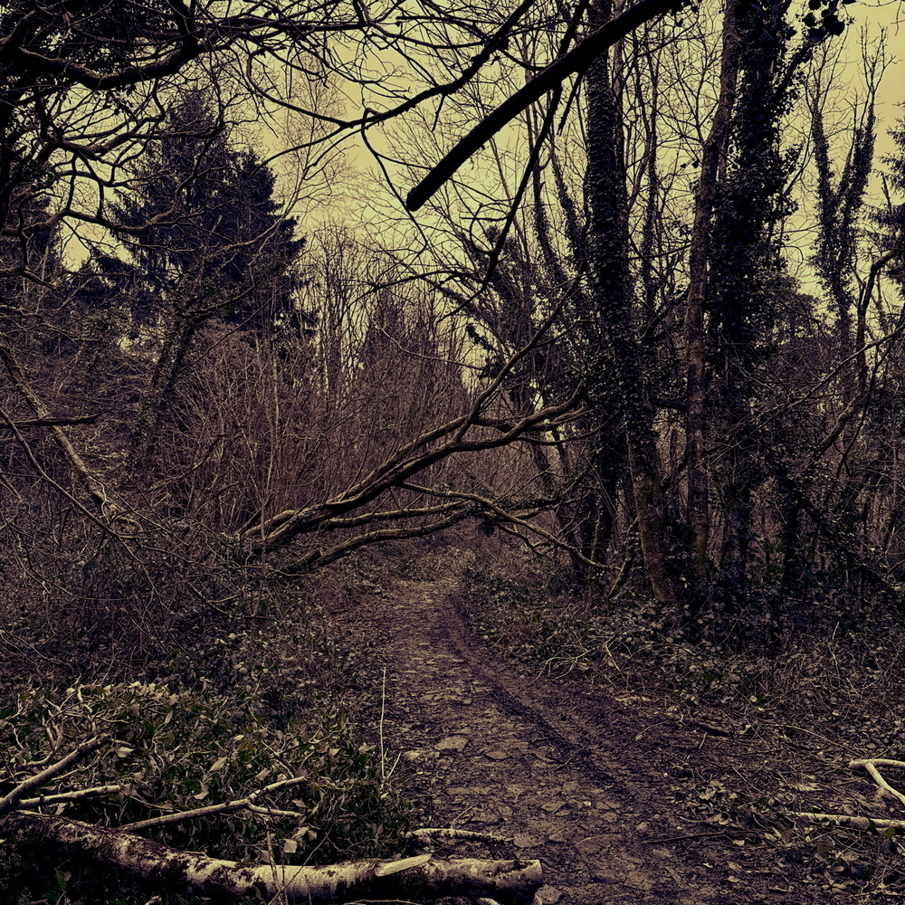 A narrow, muddy path winds through a dense, leafless forest under a cloudy sky.