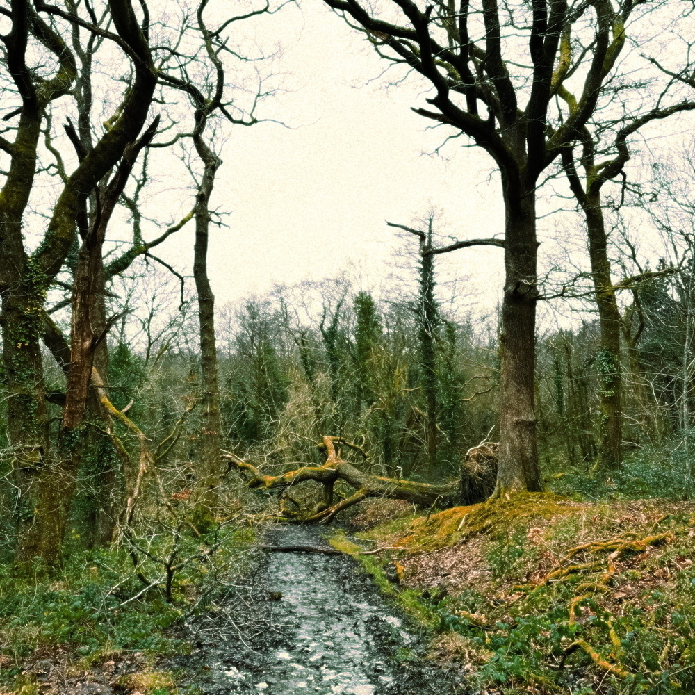 A fallen tree blocks a muddy forest path surrounded by leafless trees.