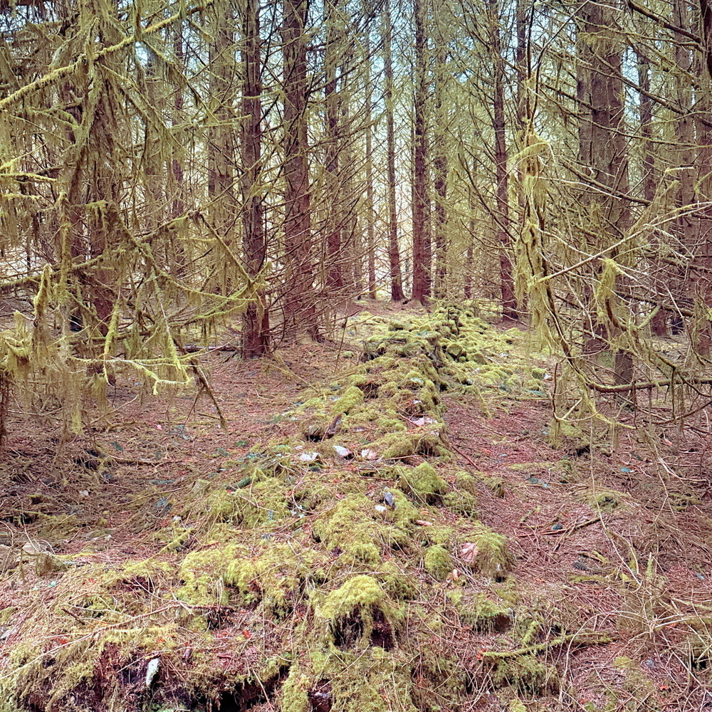 A forest pathway is covered with lush green moss and surrounded by tall, dense trees.