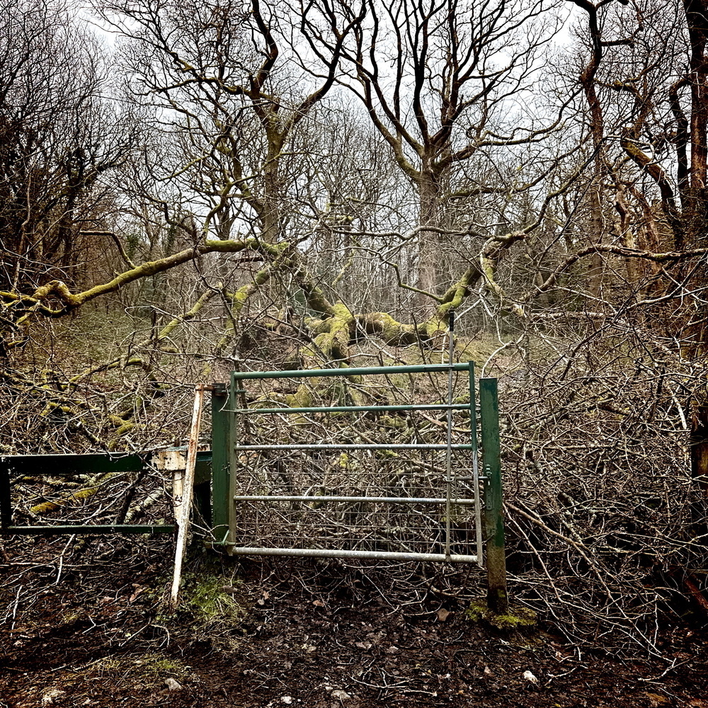 A metal gate stands in front of a dense thicket of leafless trees entwined with moss-covered branches.