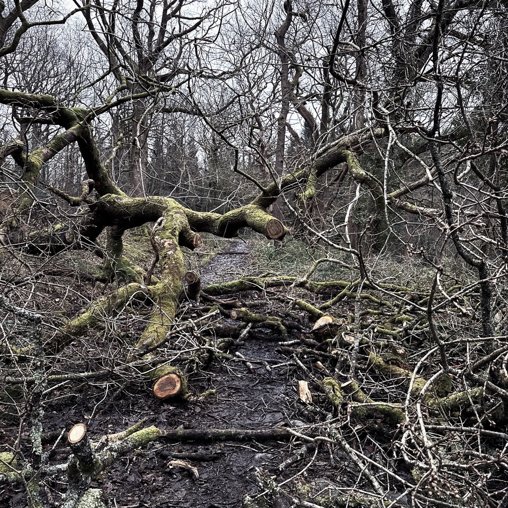 A fallen tree covered in moss lies across a forest path, surrounded by leafless, intertwining branches.