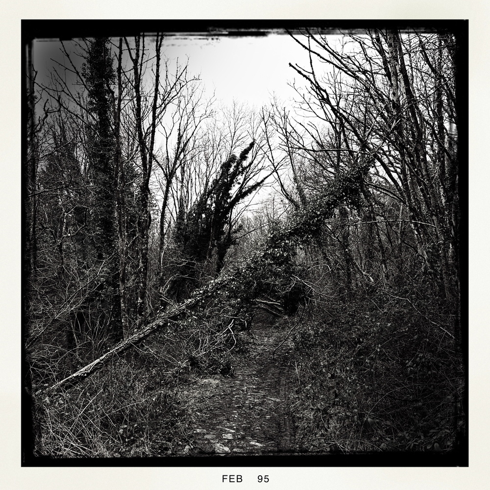 A black and white photograph depicts a wooded path obstructed by a fallen, ivy-covered tree surrounded by bare winter trees.