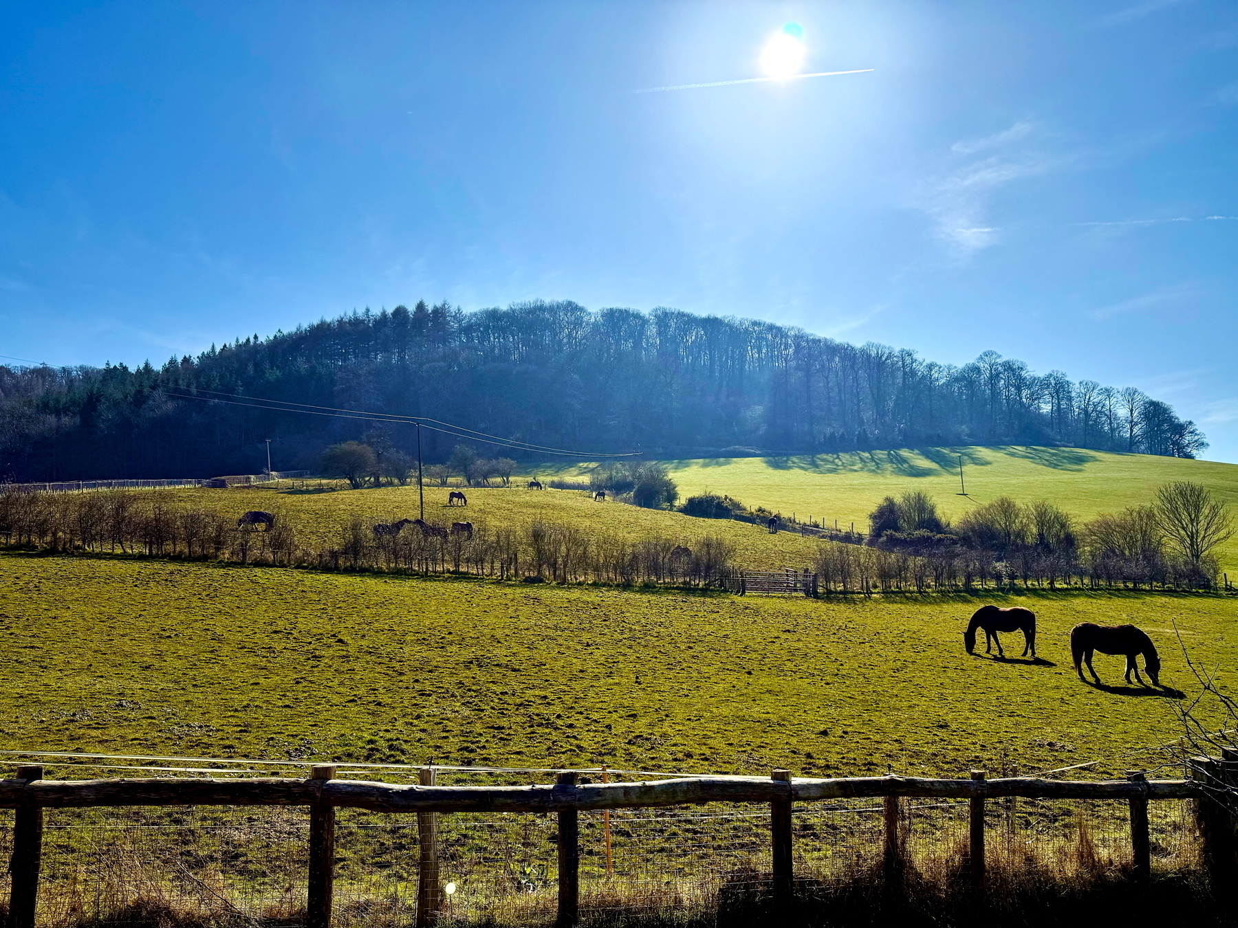 Auto-generated description: A pastoral landscape features two horses grazing in a sunlit field with rolling hills and a bright blue sky in the background.