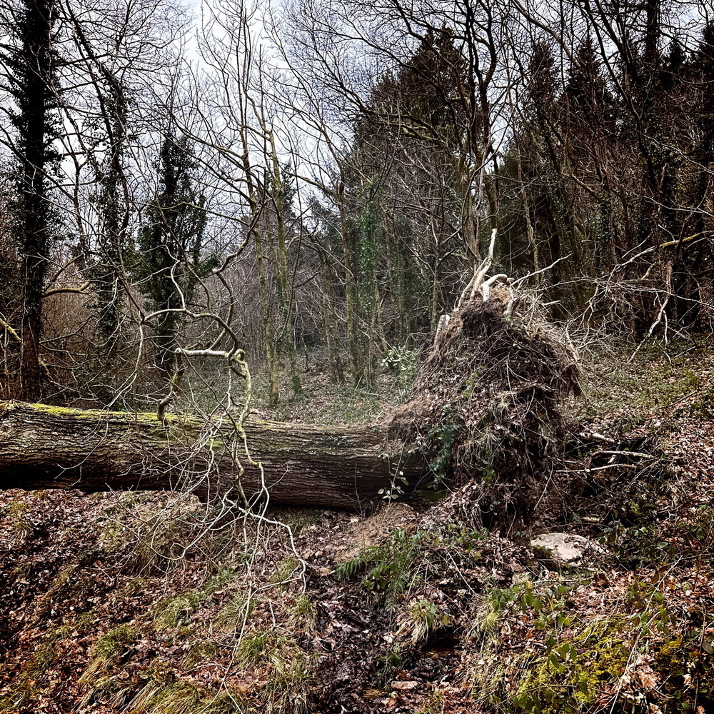 A fallen tree lies uprooted in a forest with bare, leafless trees around it.