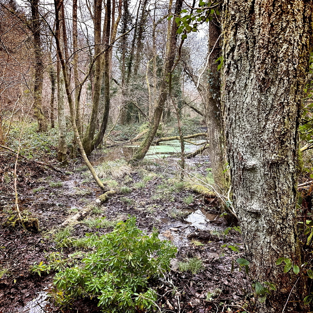 A dense forest area with bare trees and patches of green vegetation surrounds a muddy, water-logged ground.