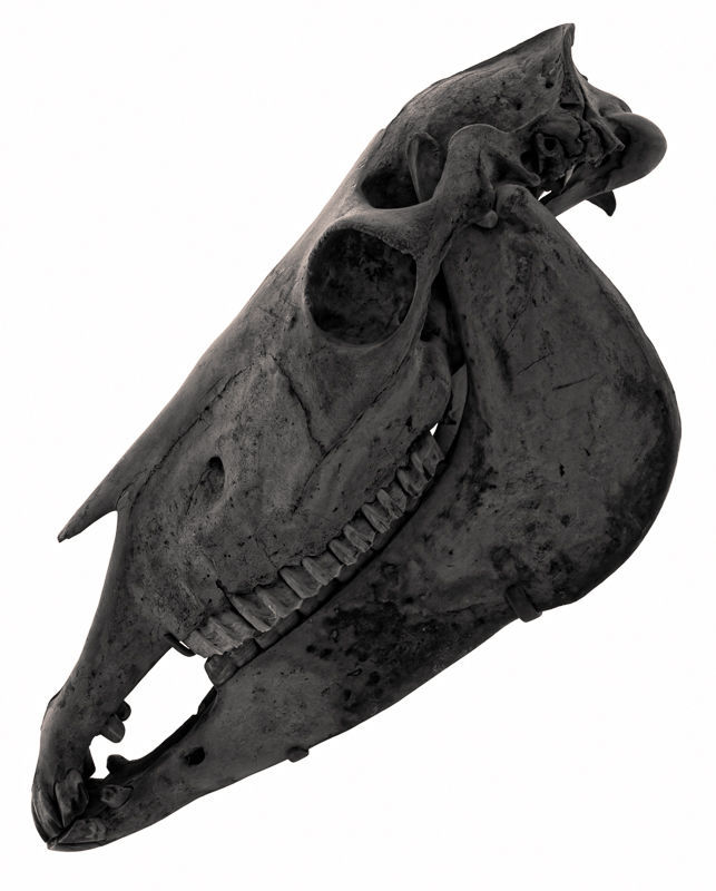 Horse Skull