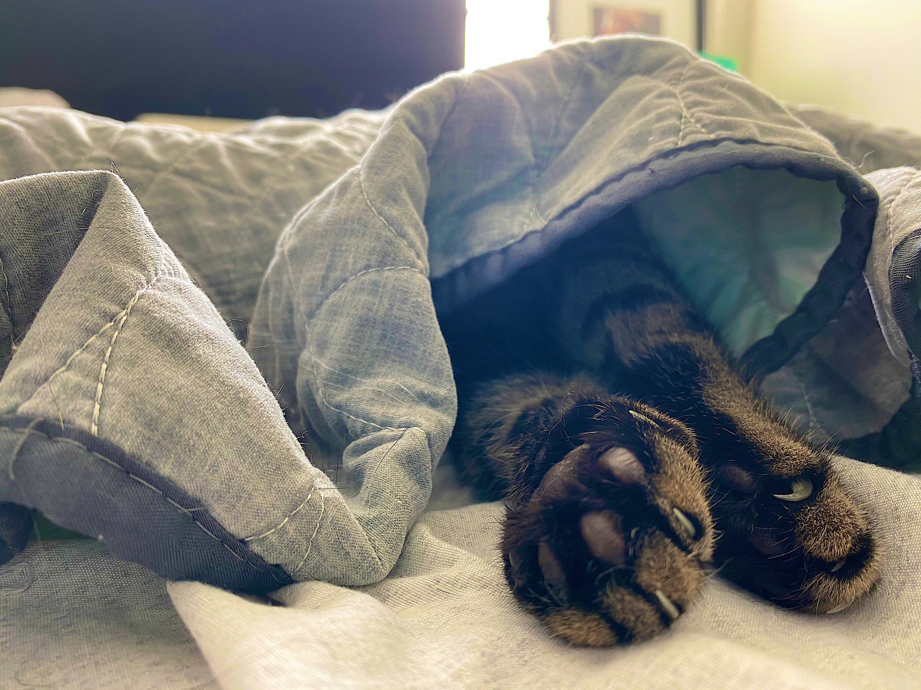 Willow's paws peeking from under the covers