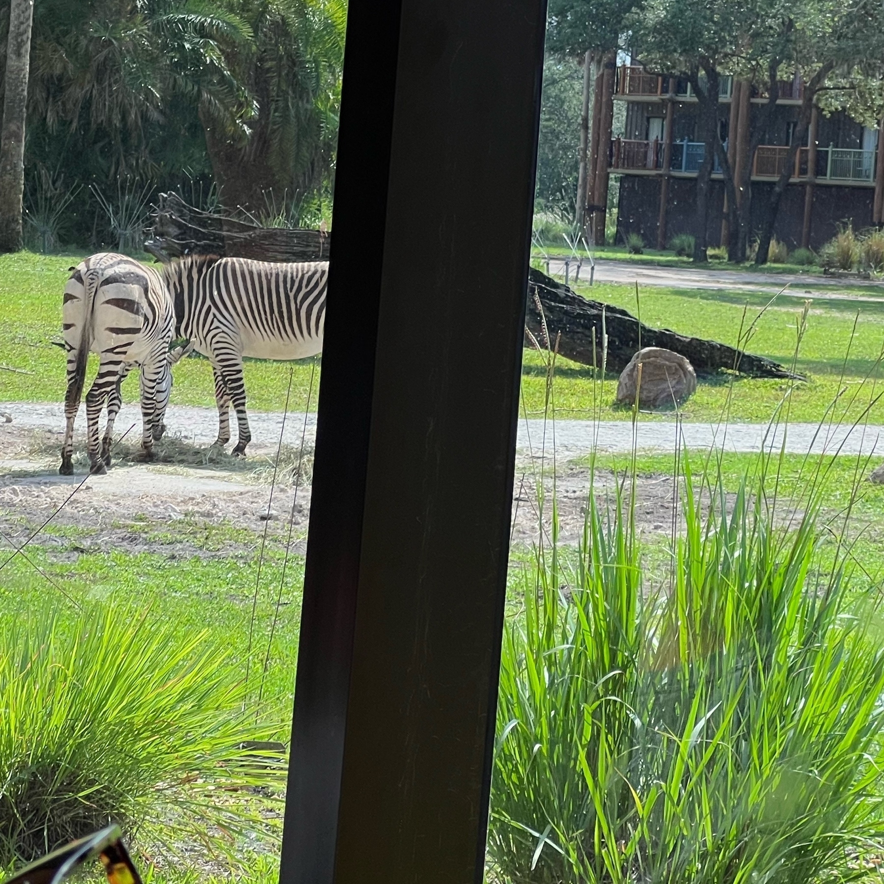 2 Zebra butts outside a window