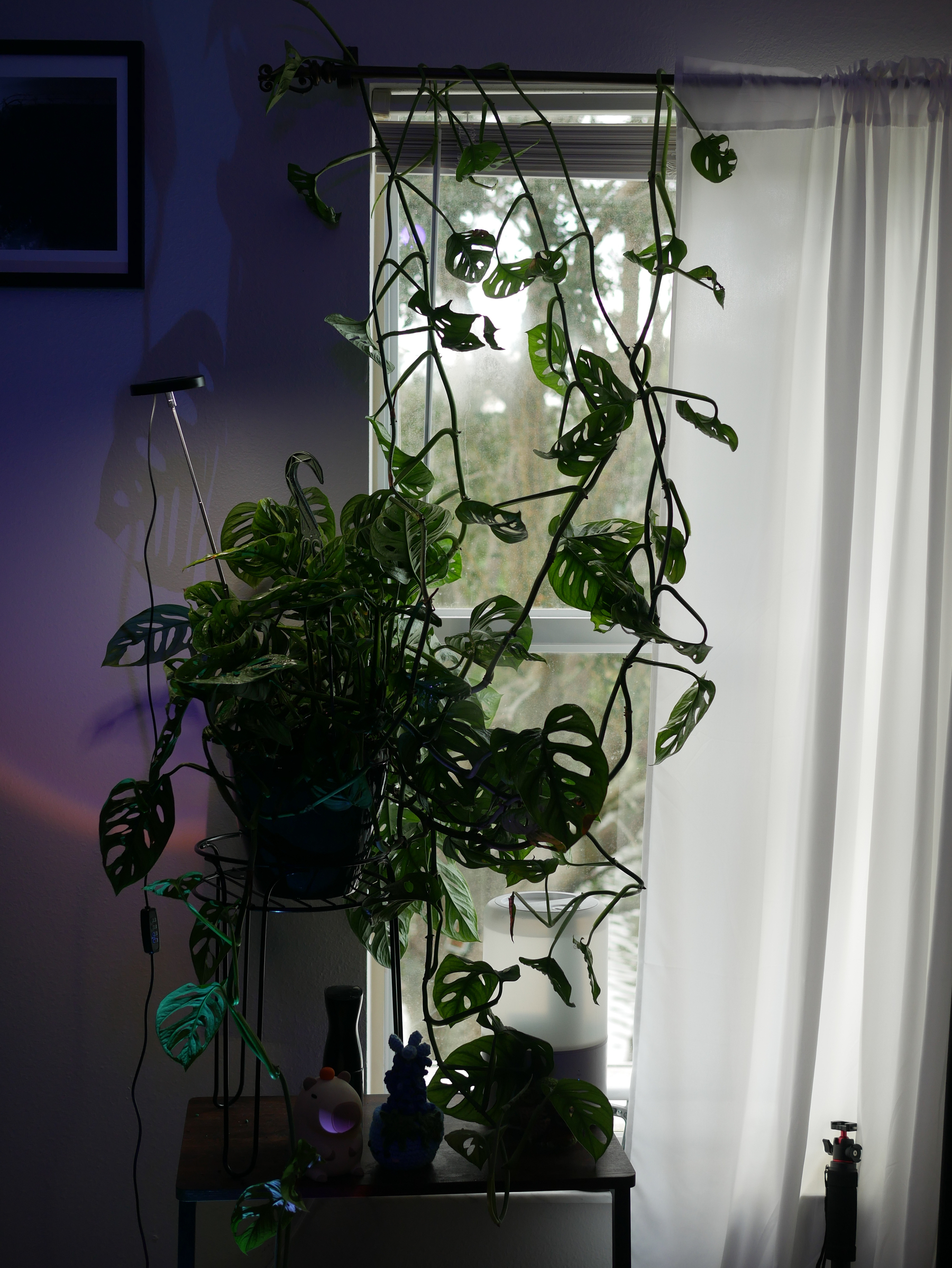 A large potted plant with long, trailing vines sits on a small table in front of a curtained window, accompanied by decorative items and a standing lamp.