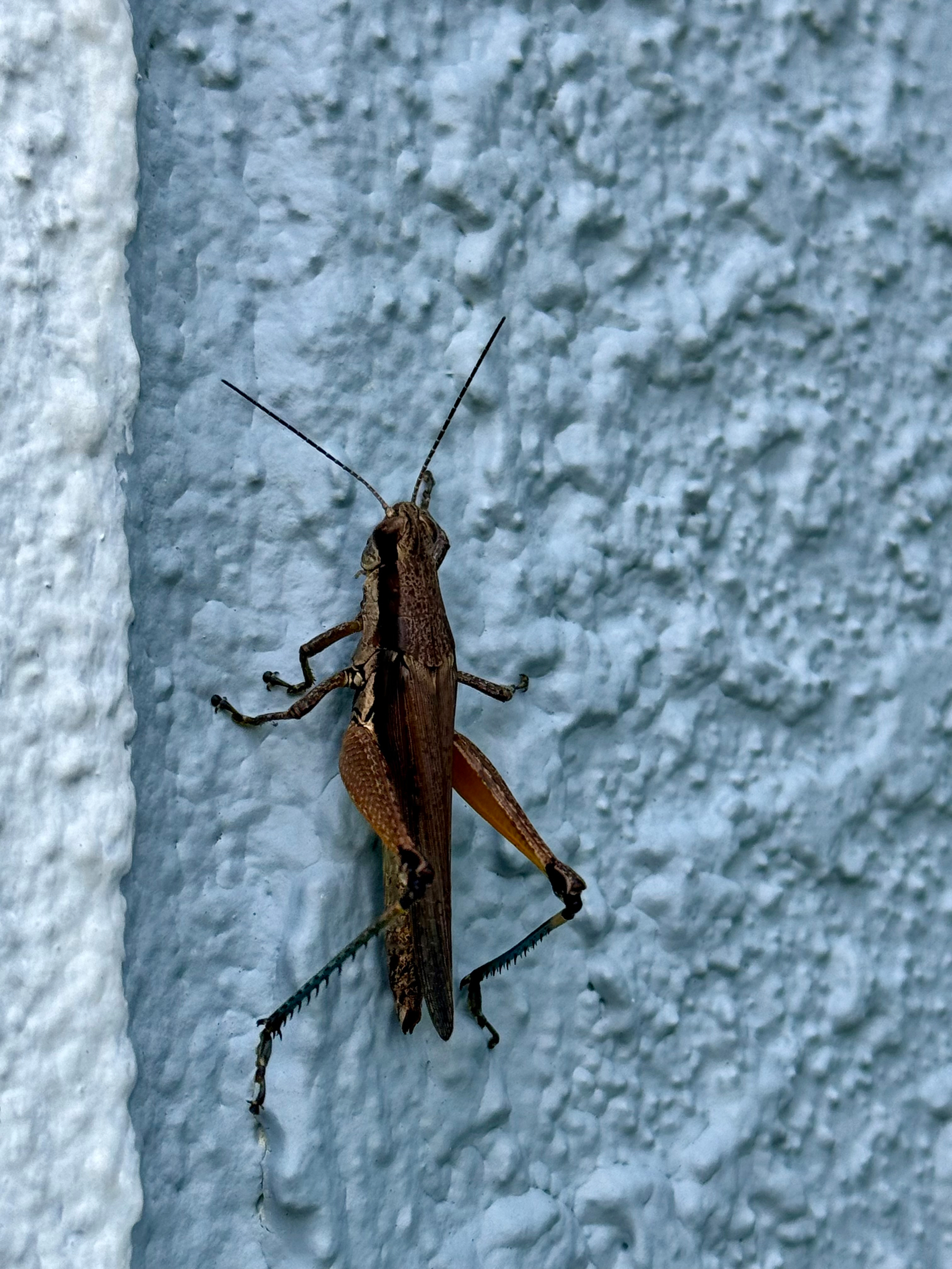 A brown grasshopper is perched on a textured, light blue wall.