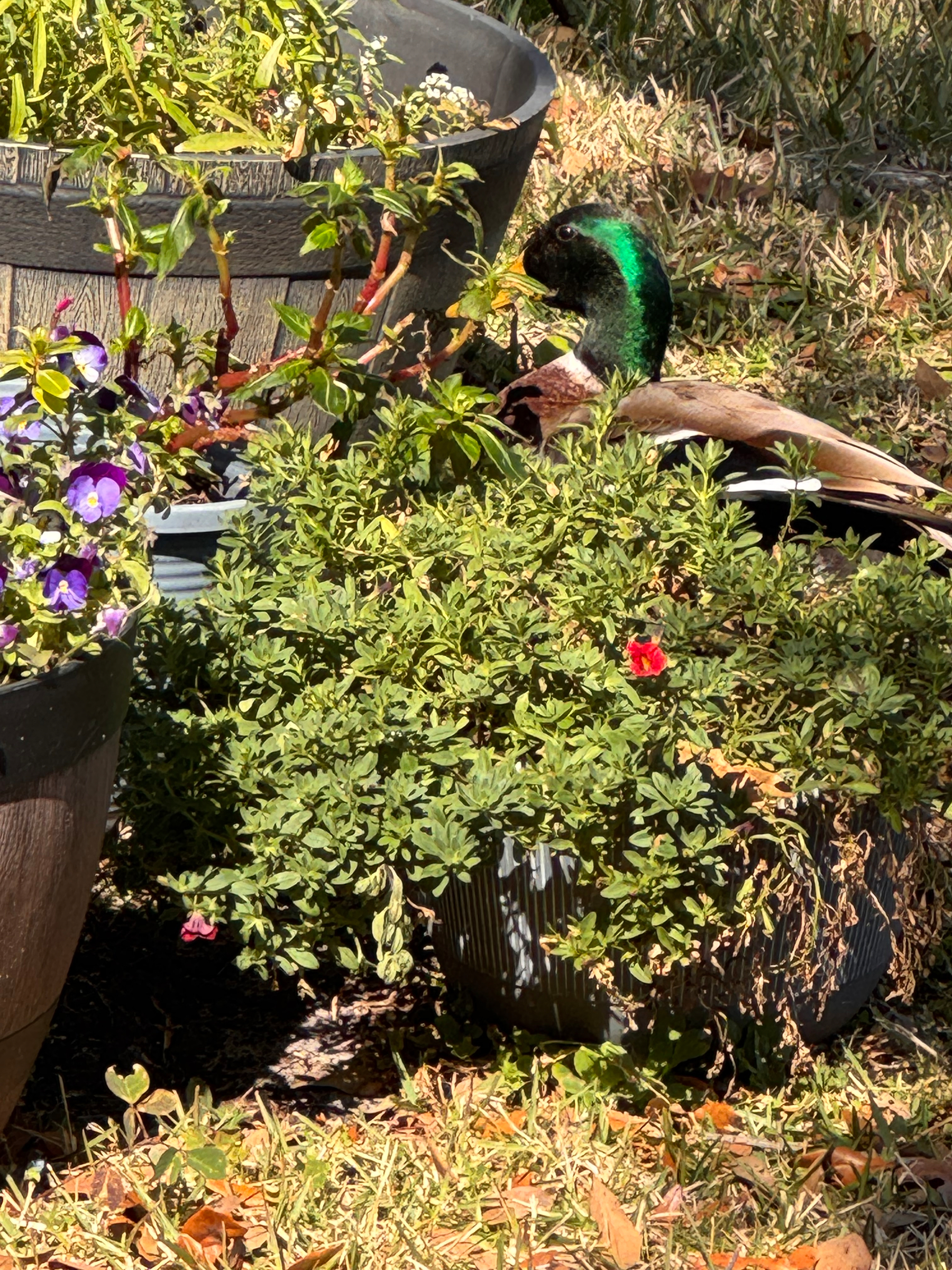 A duck is nestled among potted plants on a grassy area.