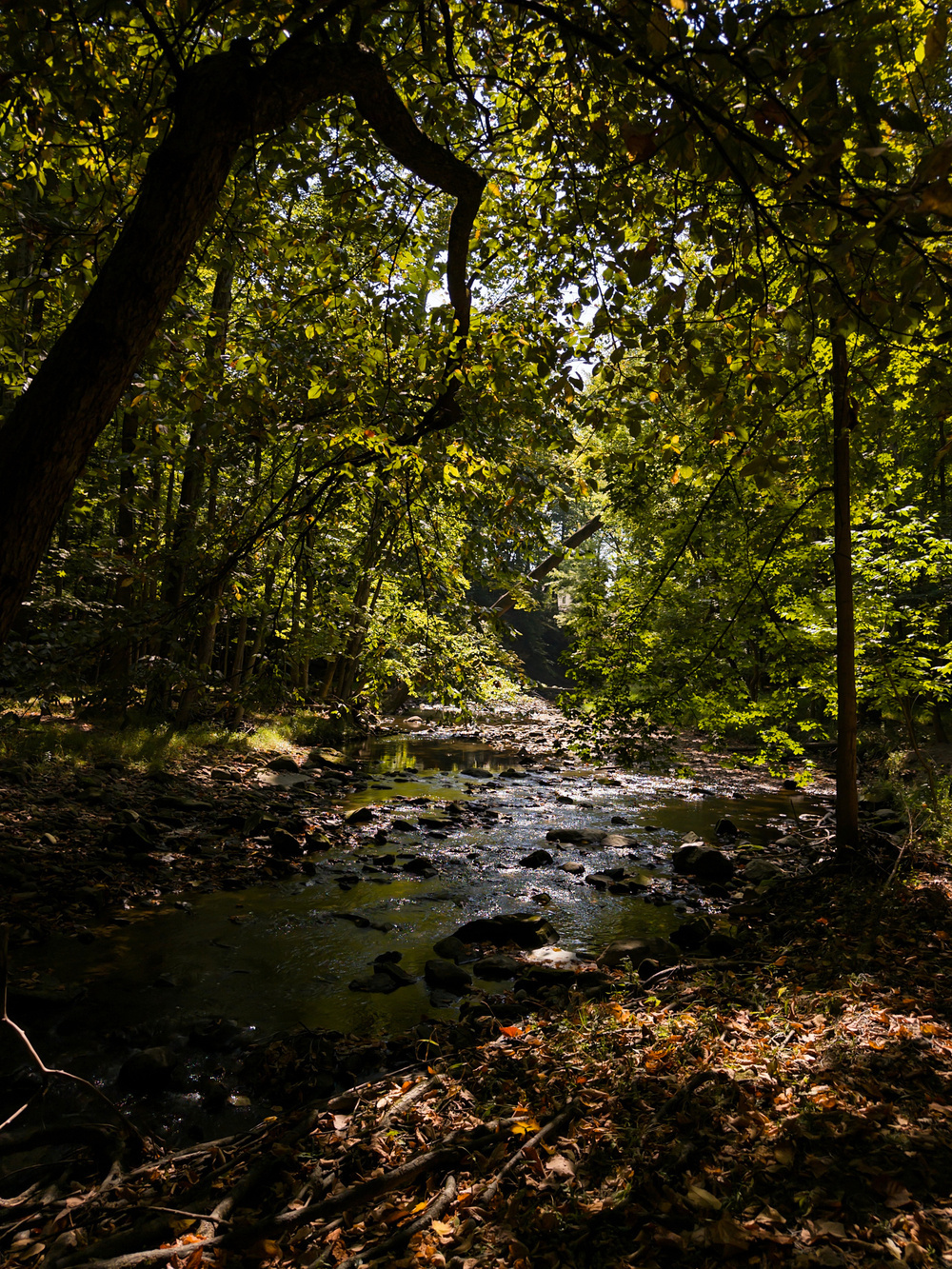 A tranquil forest scene features a rocky stream gently flowing under the dappled sunlight filtering through the lush canopy of trees.