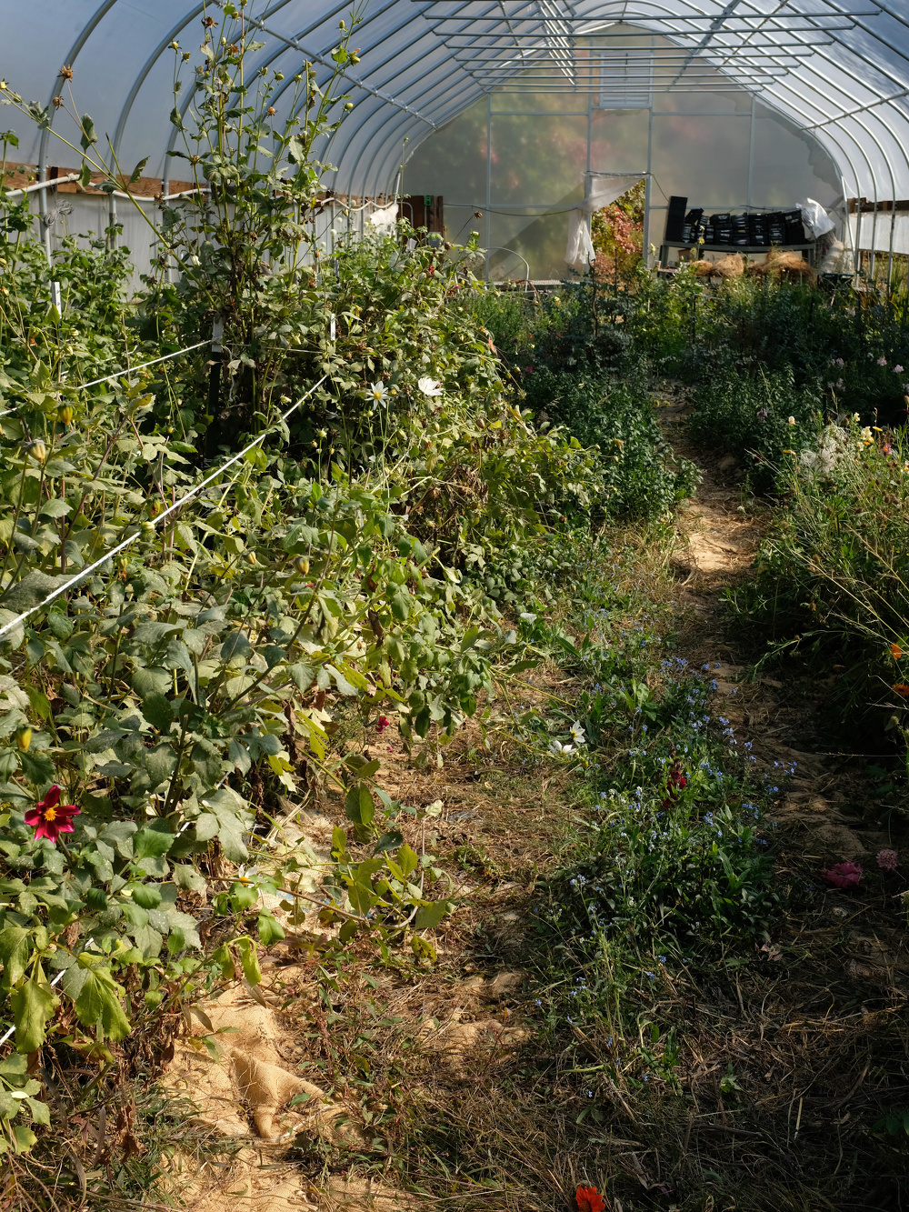 A sunlit greenhouse is filled with various lush plants and flowers along a central pathway.
