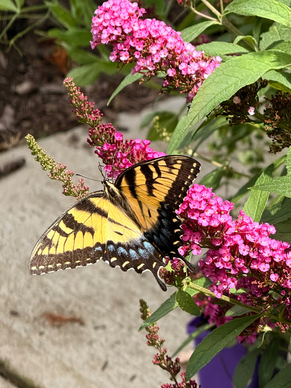 A butterfly with yellow and black wings is perched on vibrant pink flowers.