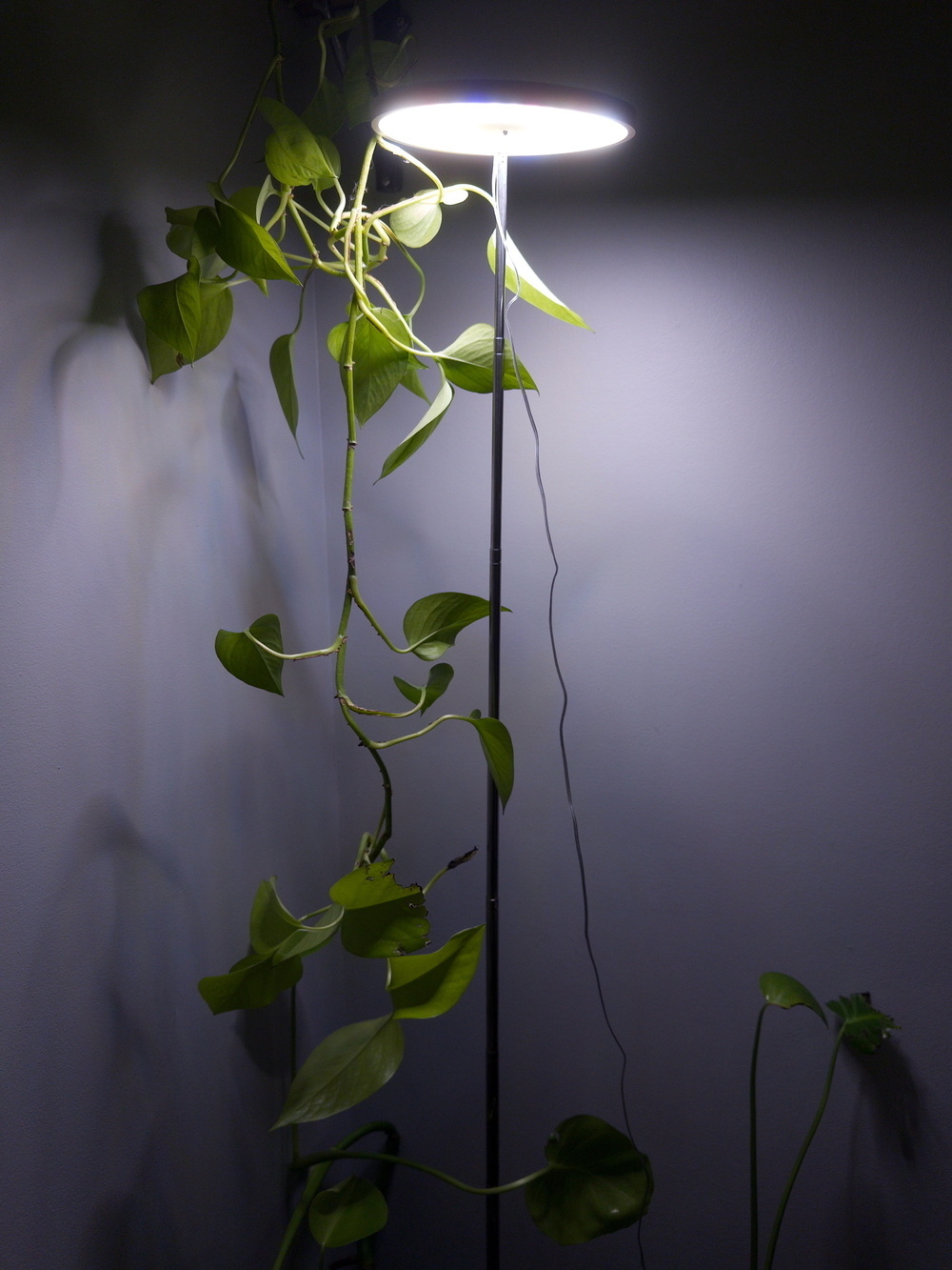 A tall floor lamp illuminates a climbing vine against a plain wall.