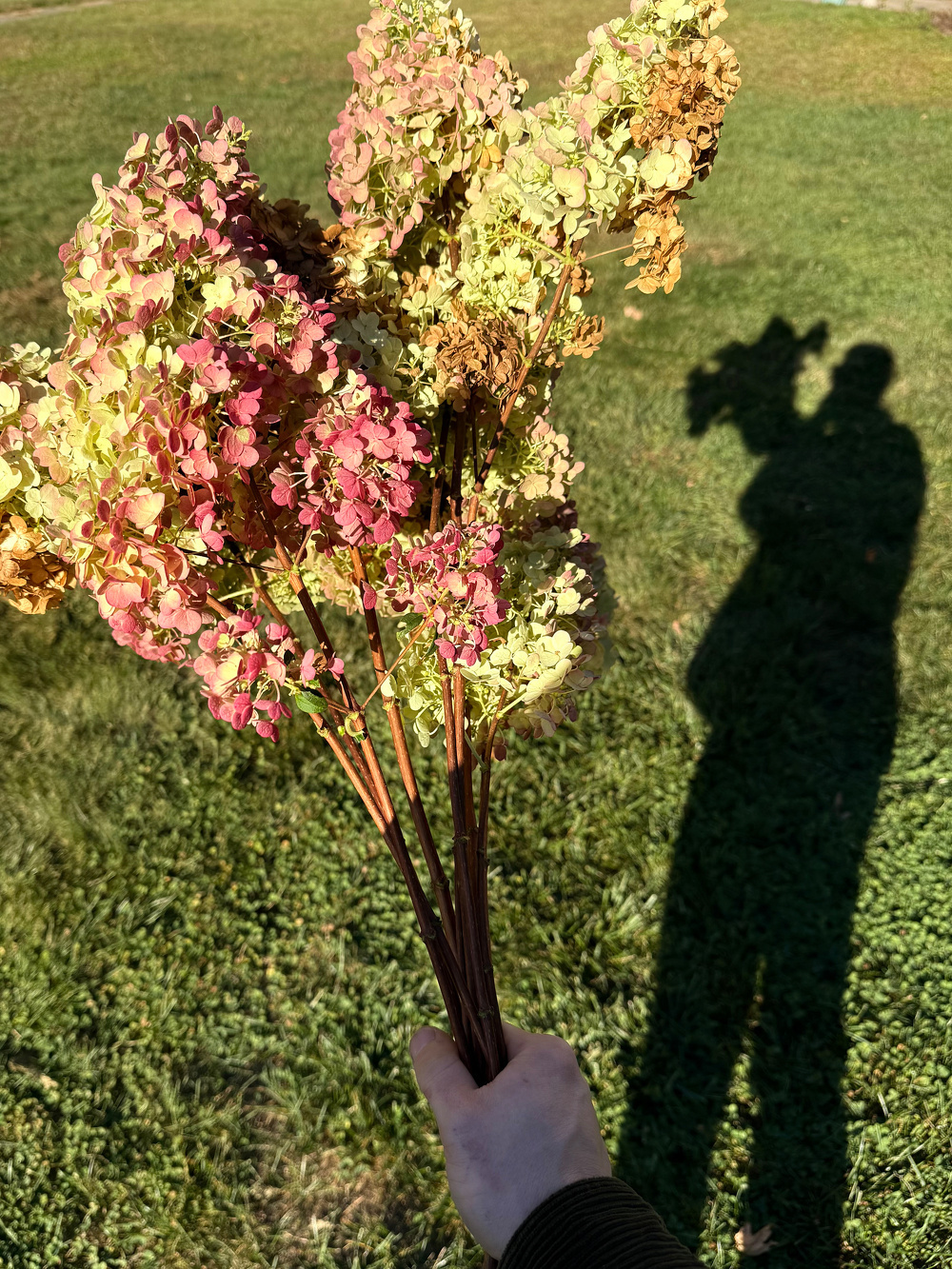 A person holds a bouquet of hydrangeas in the sunlight, casting a shadow on the grass.