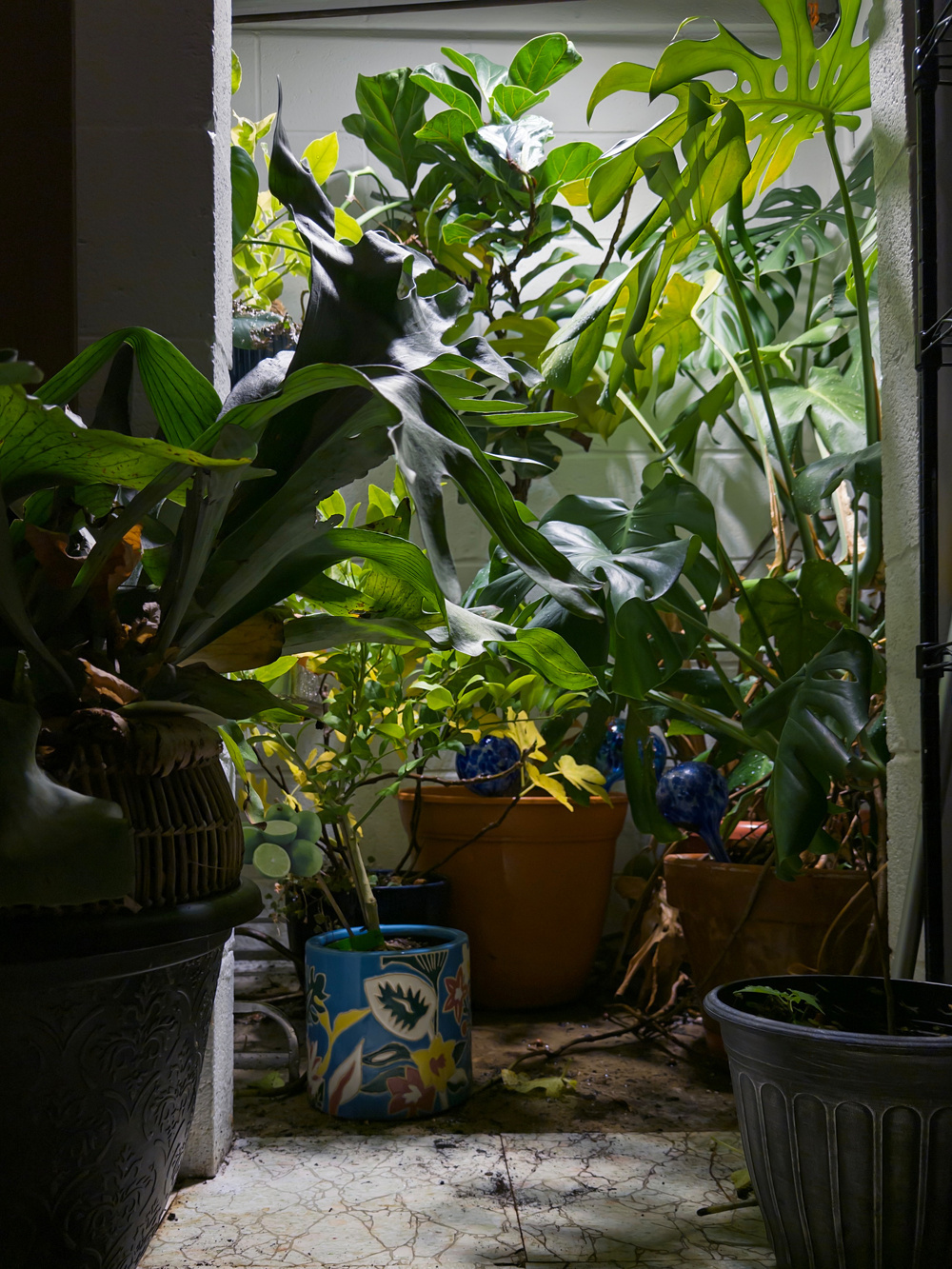 A small indoor garden with various potted plants, including a vibrant blue decorative pot, is situated on a tiled floor.