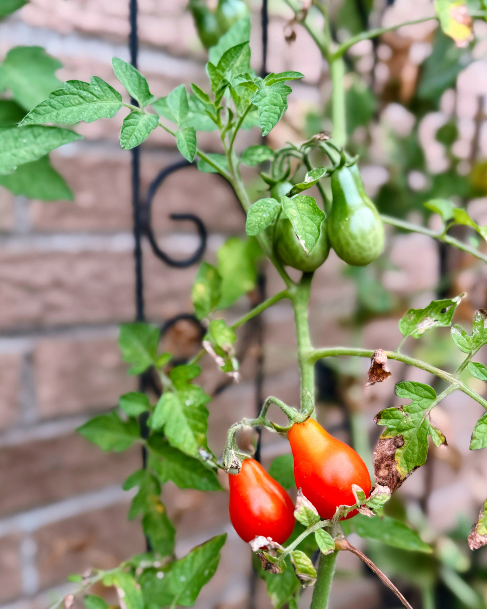 Bright red and green tomatoes are growing on a vine against a brick wall.