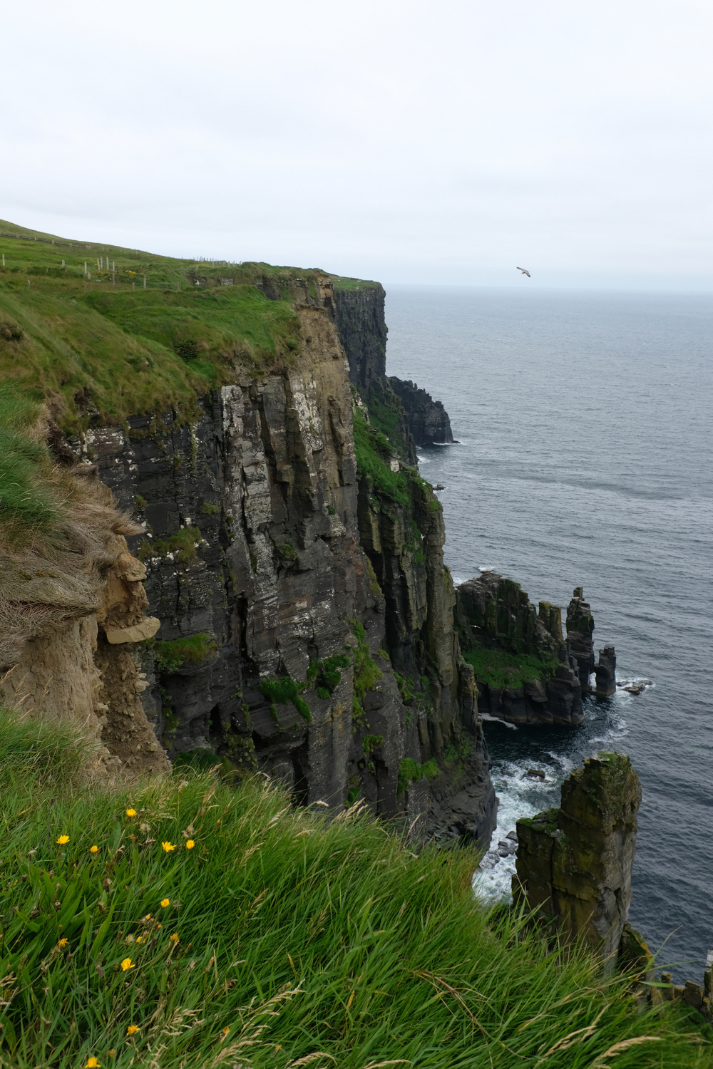 A dramatic cliffside covered in green grass overlooks a vast ocean under a cloudy sky, with a solitary bird soaring above the water.