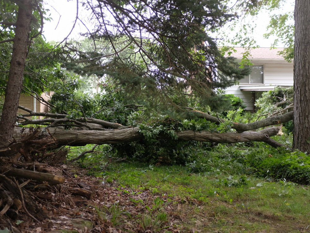 A large tree has fallen across a grassy area in front of a house.