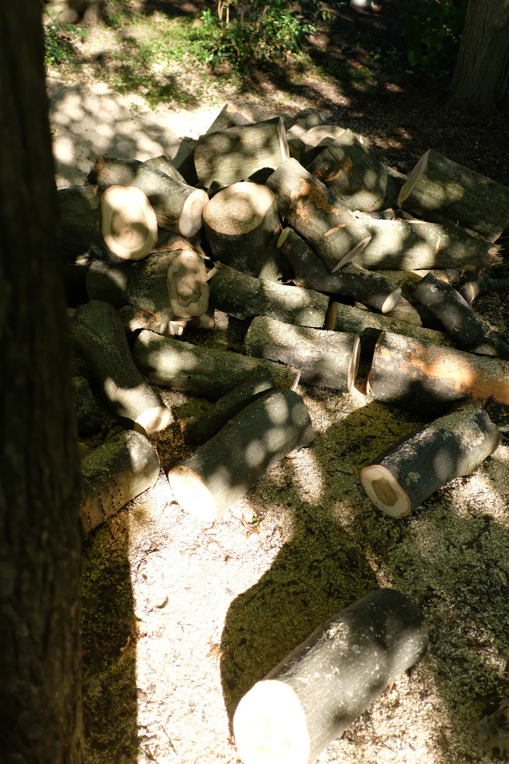 A pile of cut logs lies on the ground in a sun-dappled forest setting.