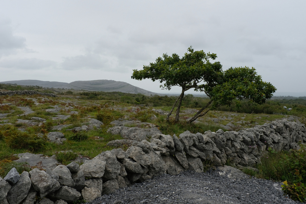 A solitary tree stands beside a stone wall on a rocky, grassy landscape under a cloudy sky.